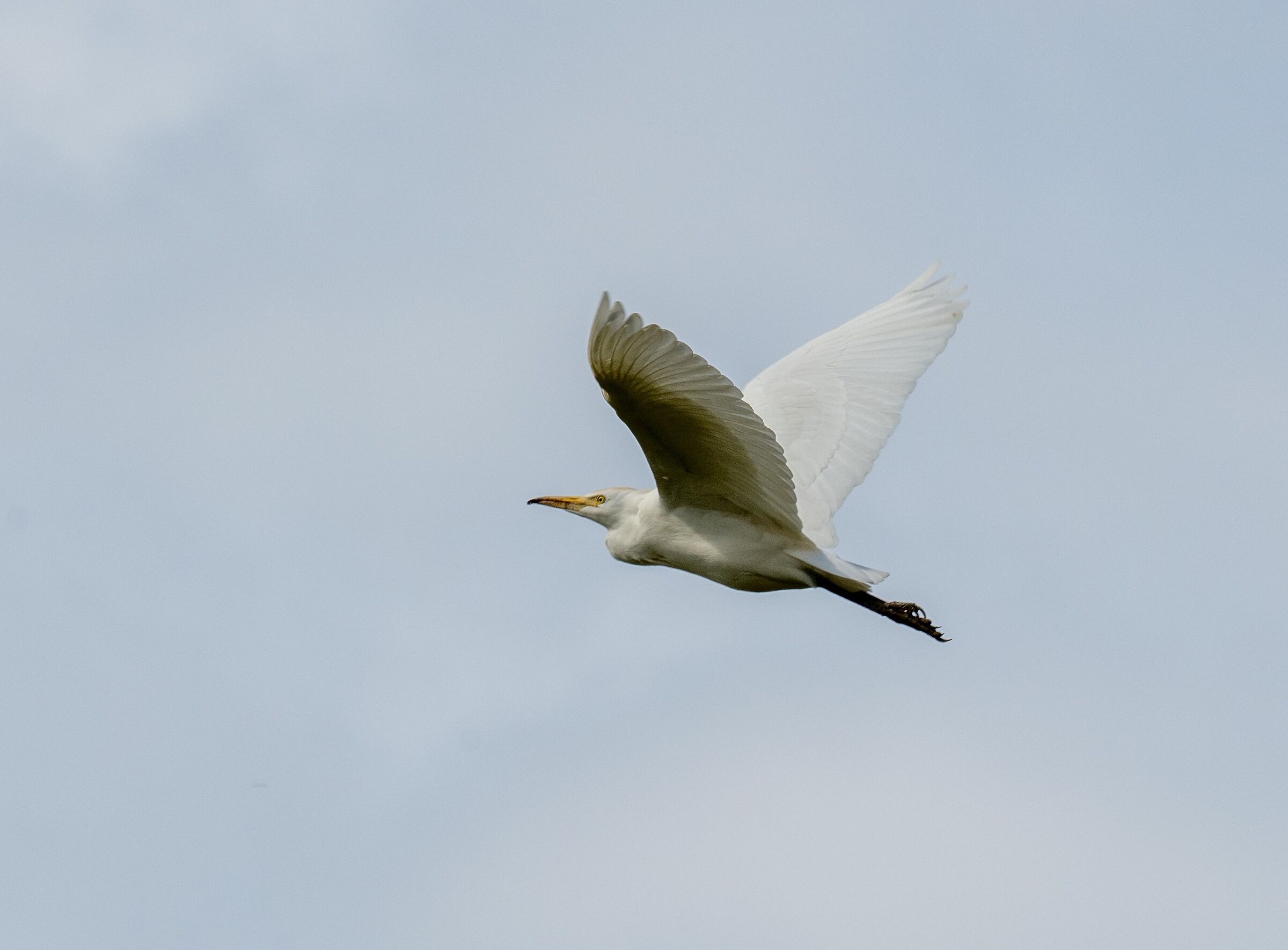 Cattle egrets in flight