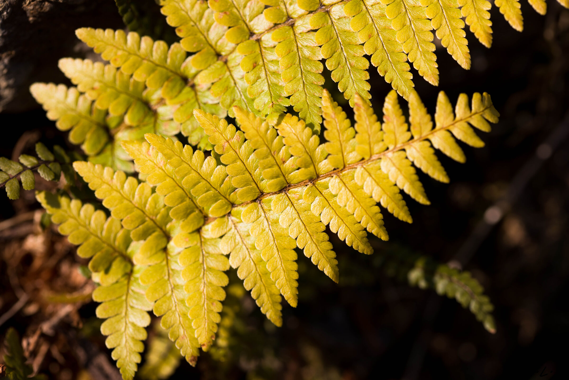 Fern