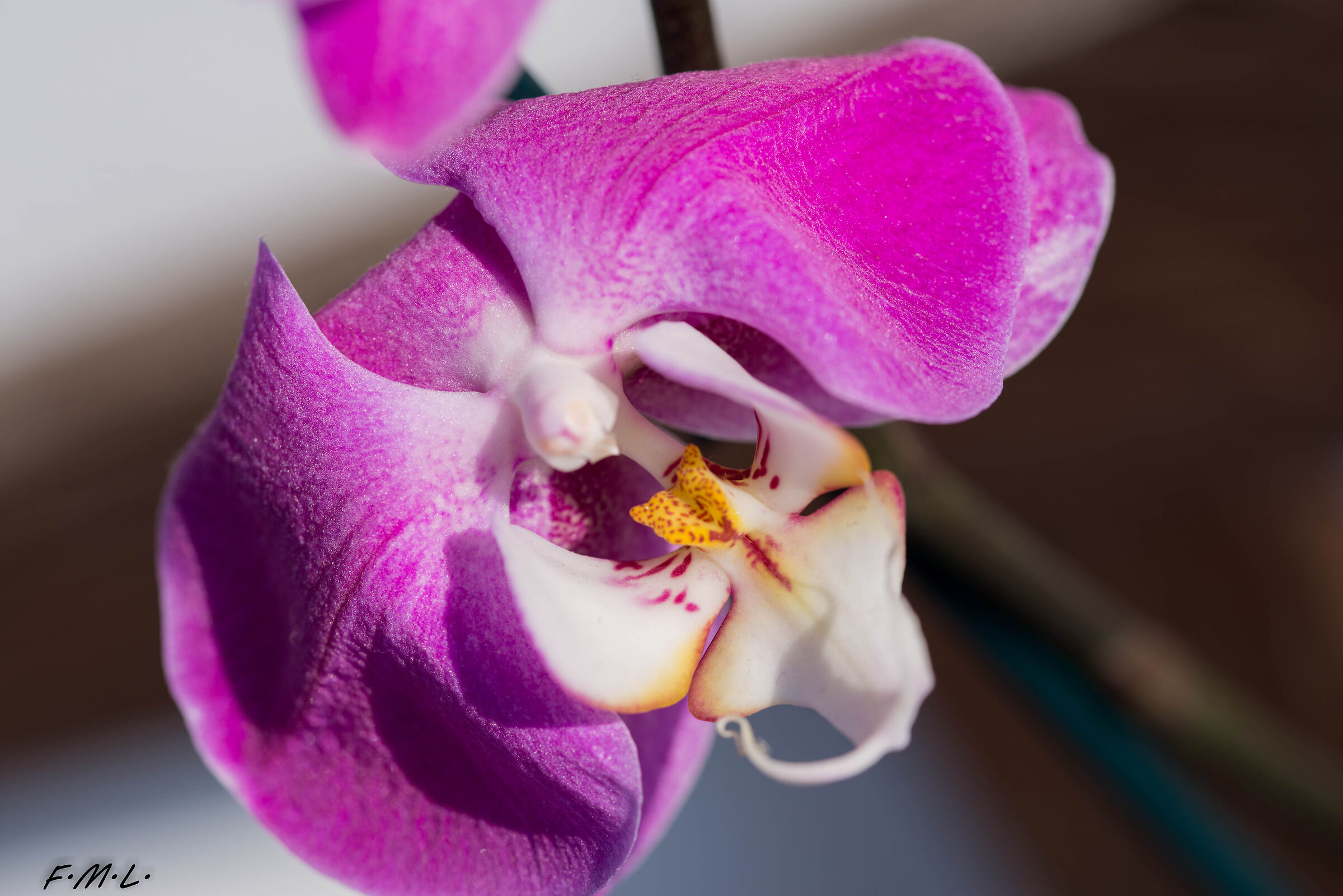 Orchid