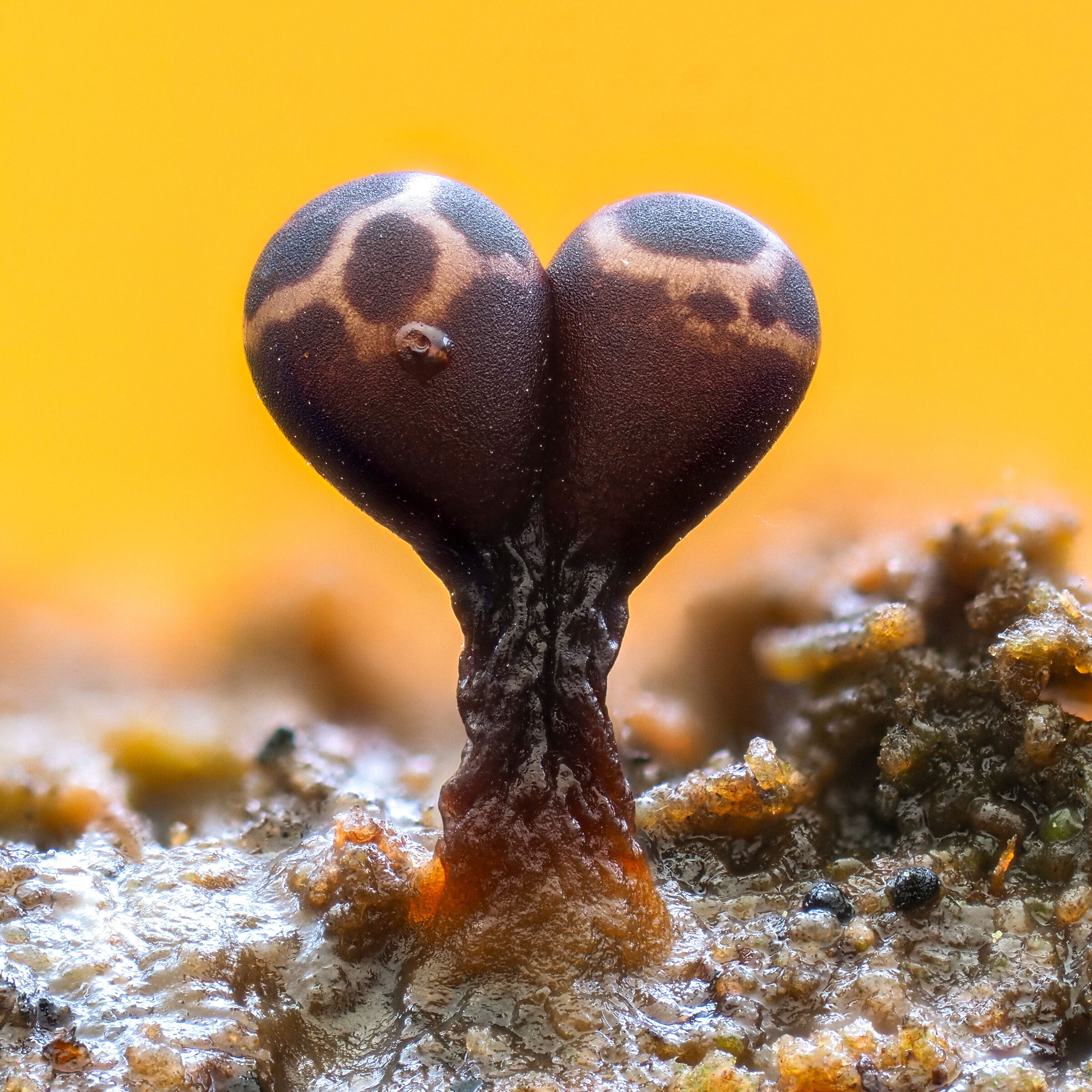 Trichia botrytis