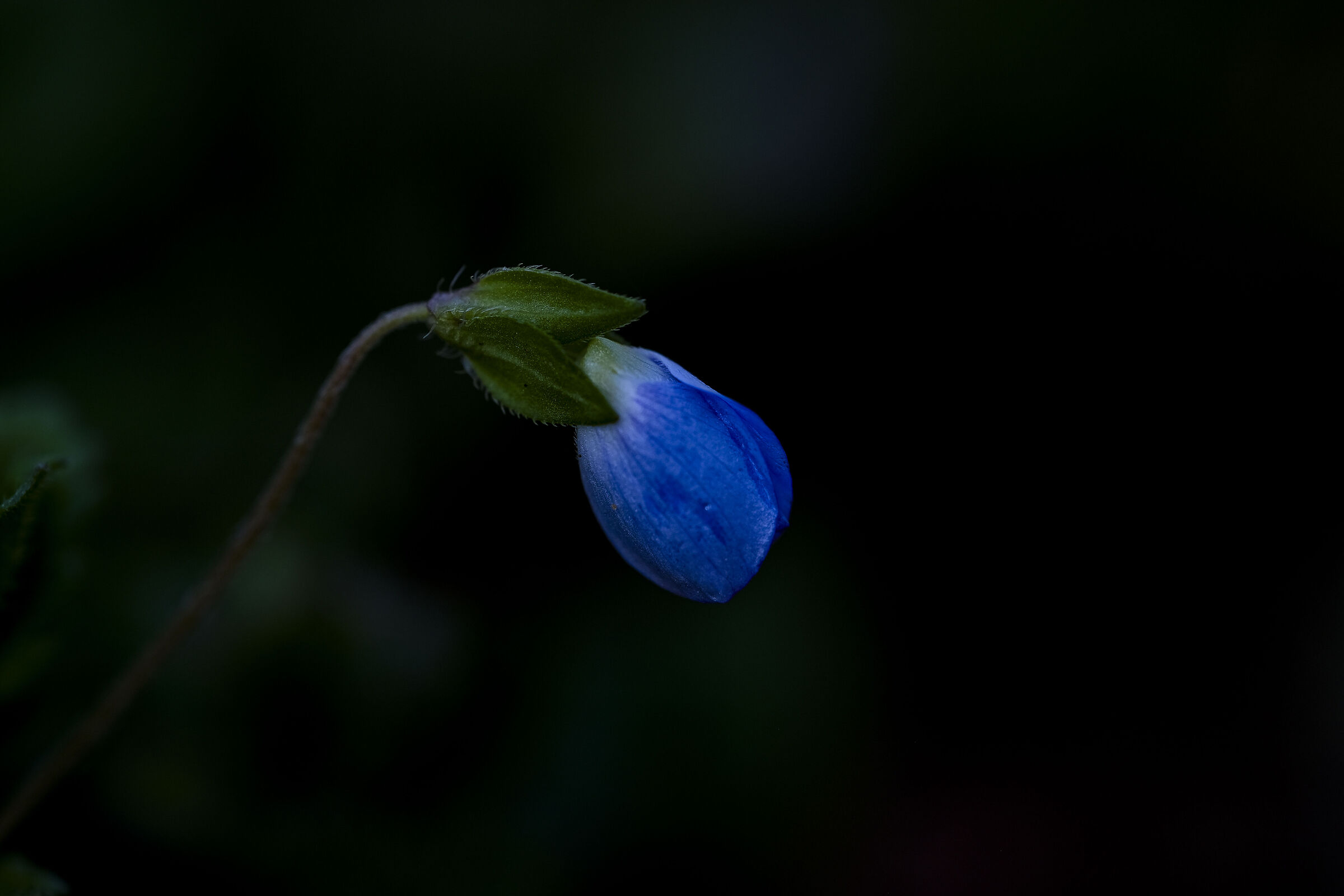 Dal buio dell'inverno