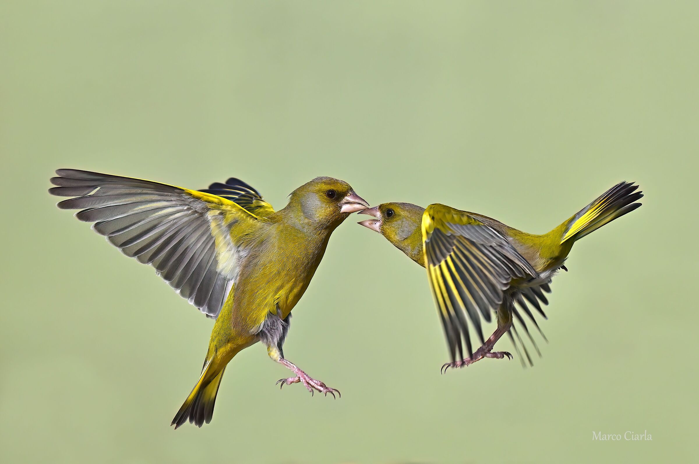 Verdone (Chloris chloris )