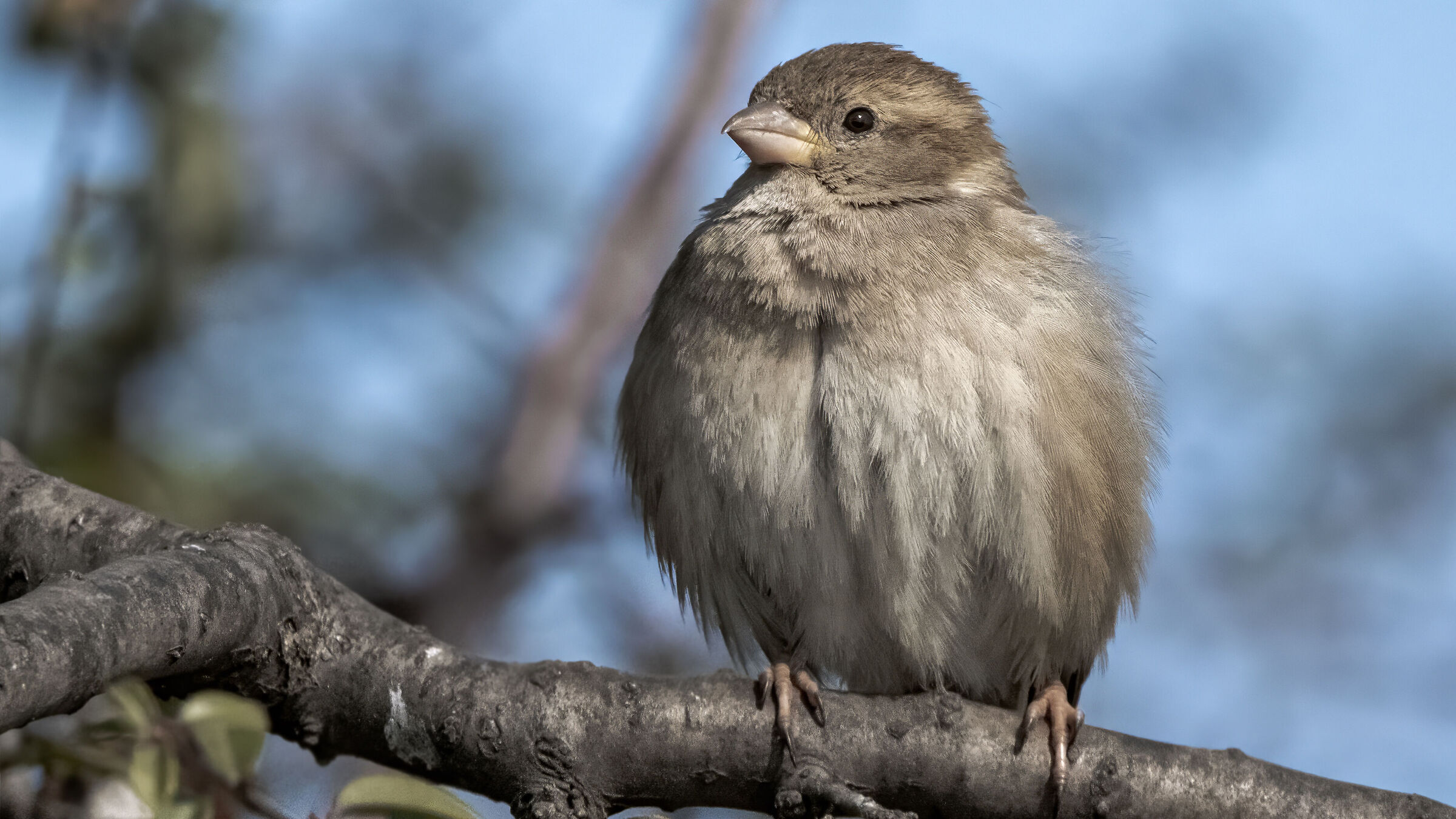 Passer domesticus