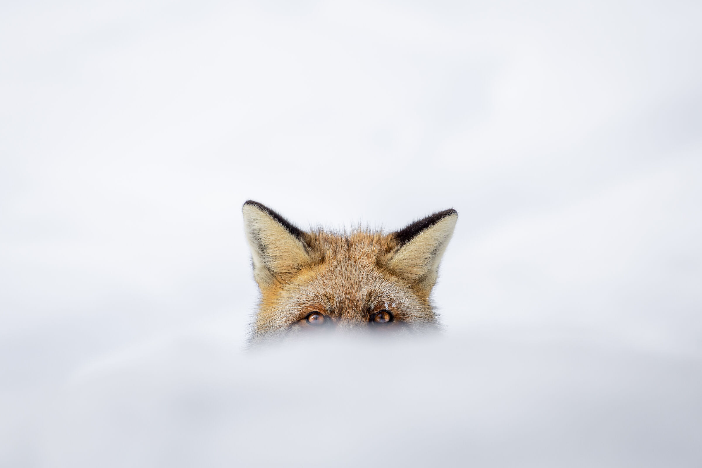 Hide and seek
