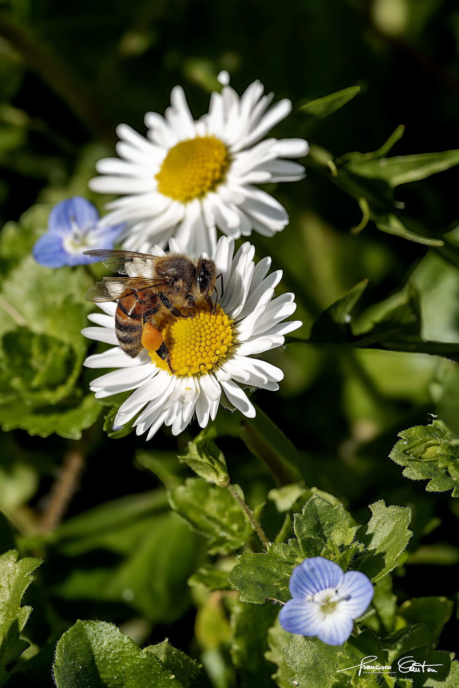 Bee