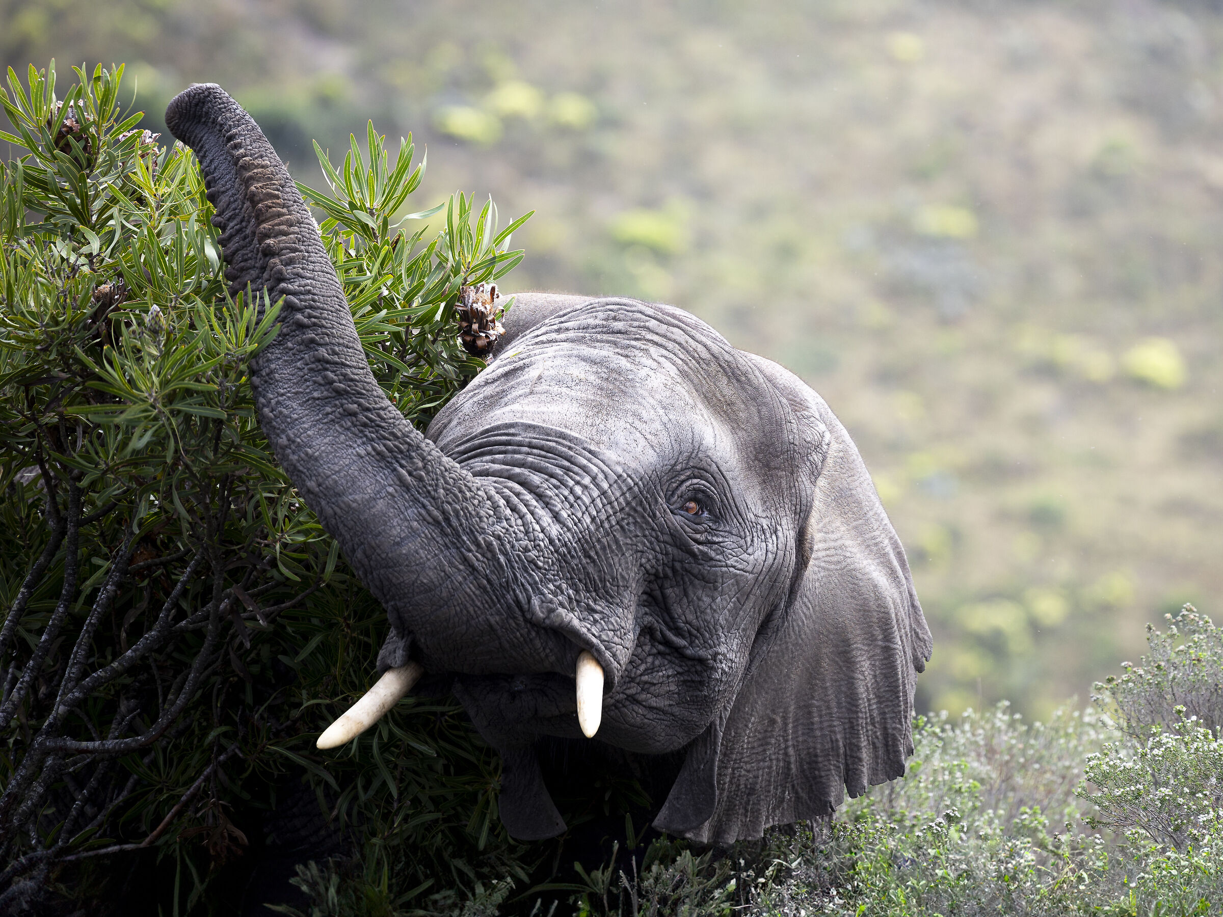 Elefante