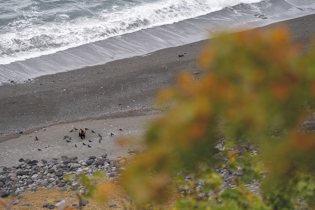 Hokkaido Grizzly Bear
