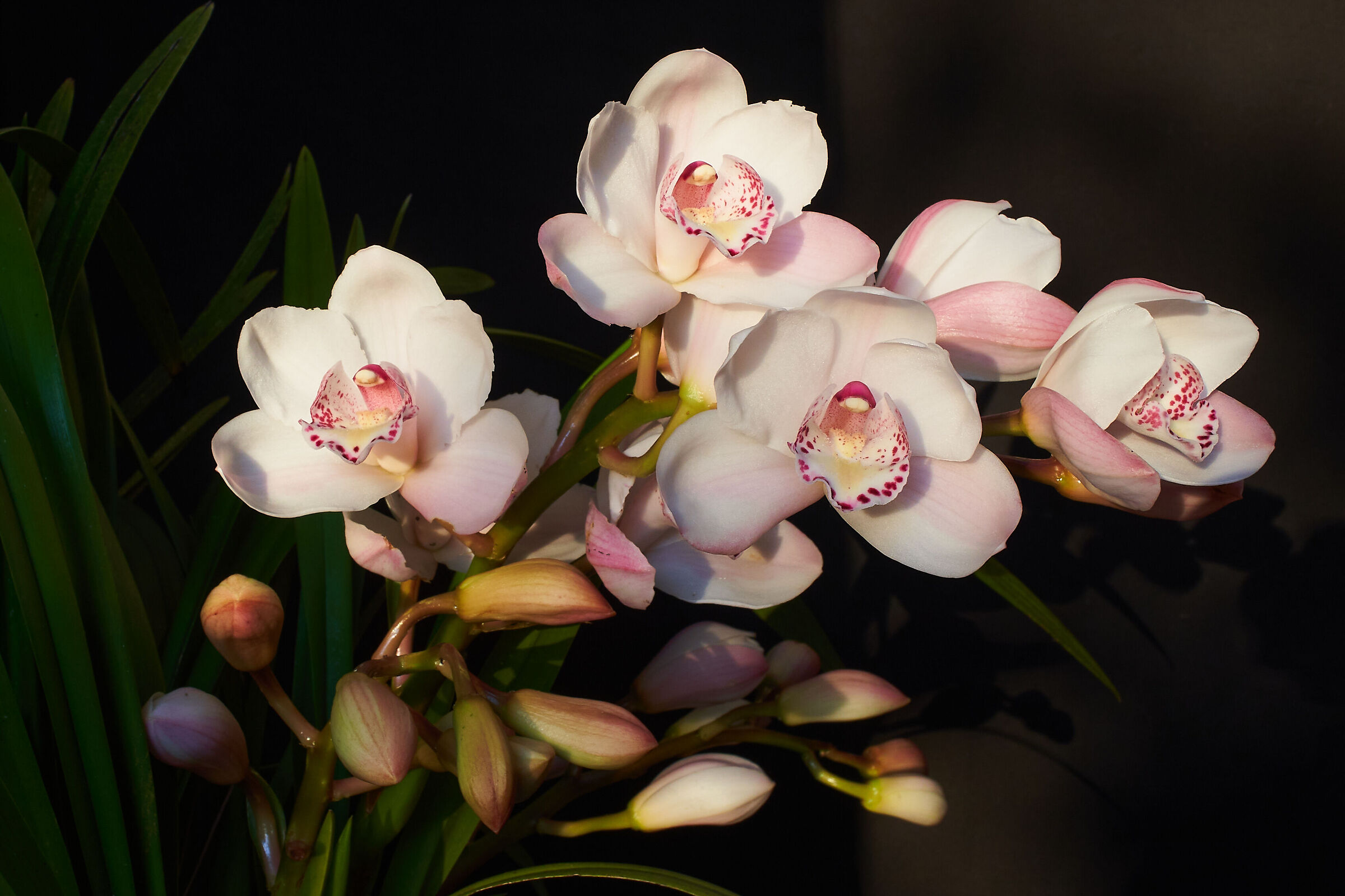 cymbidium orchid