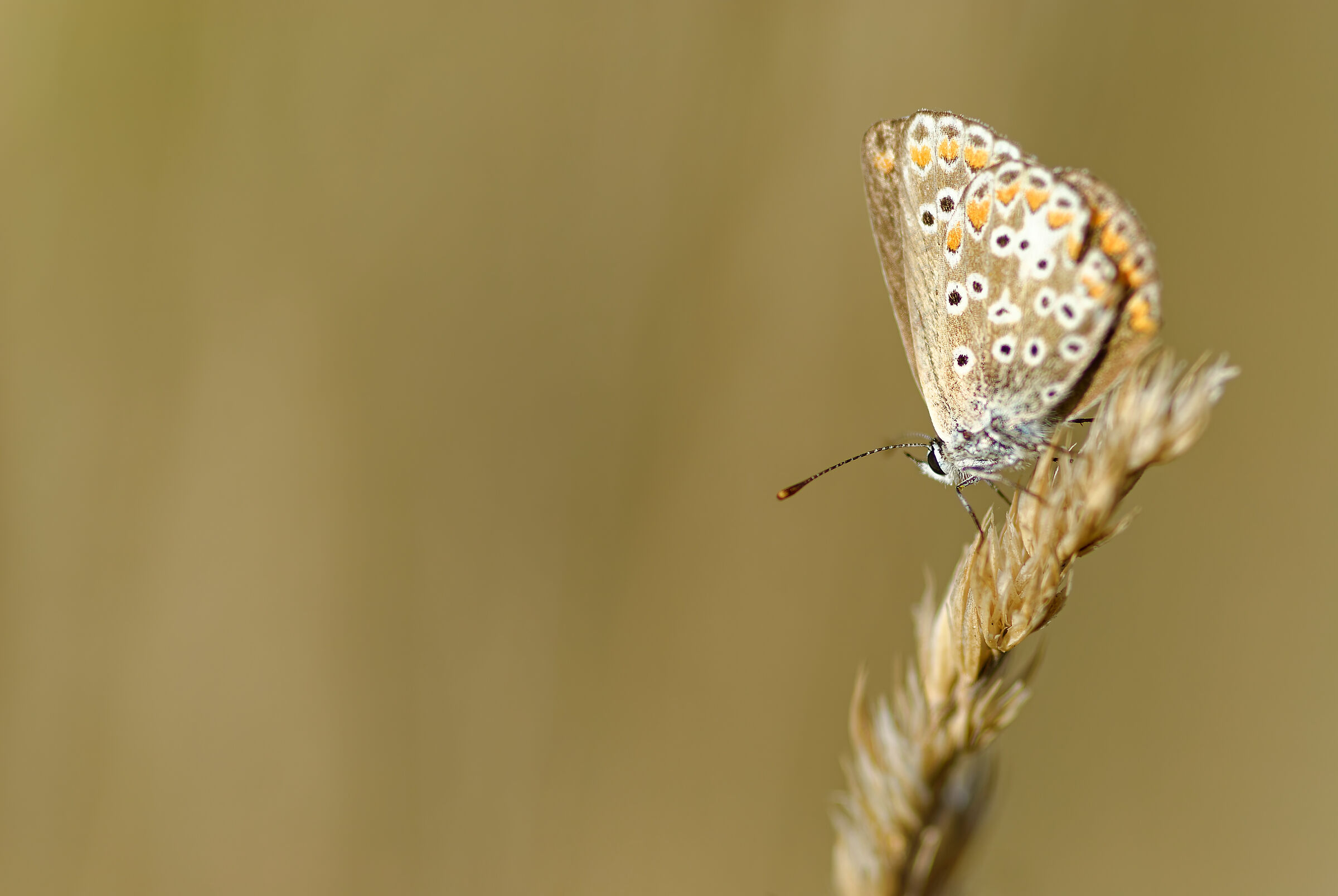 Lysandra bellargus (Le Bel-Argus)