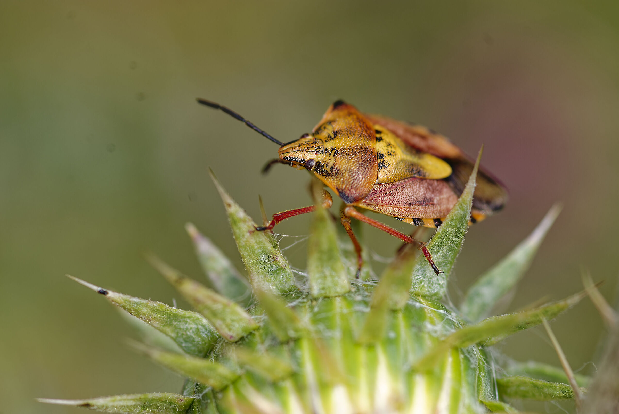 Punaise orange (Carpocoris purpureipennis)