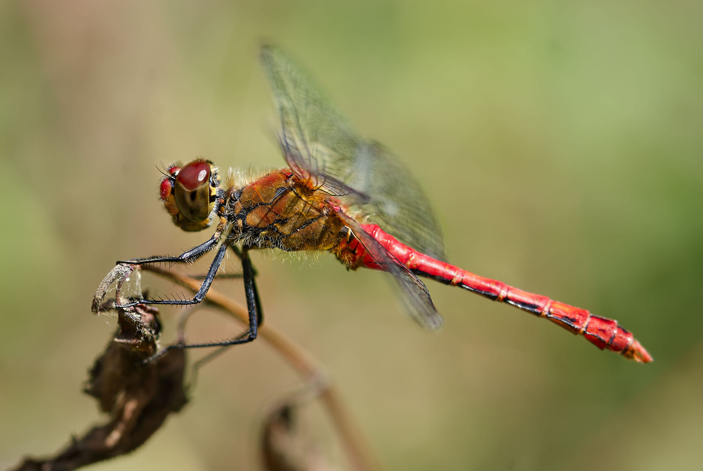 Sympétrum sanguin ( Sympetrum sanguineu)