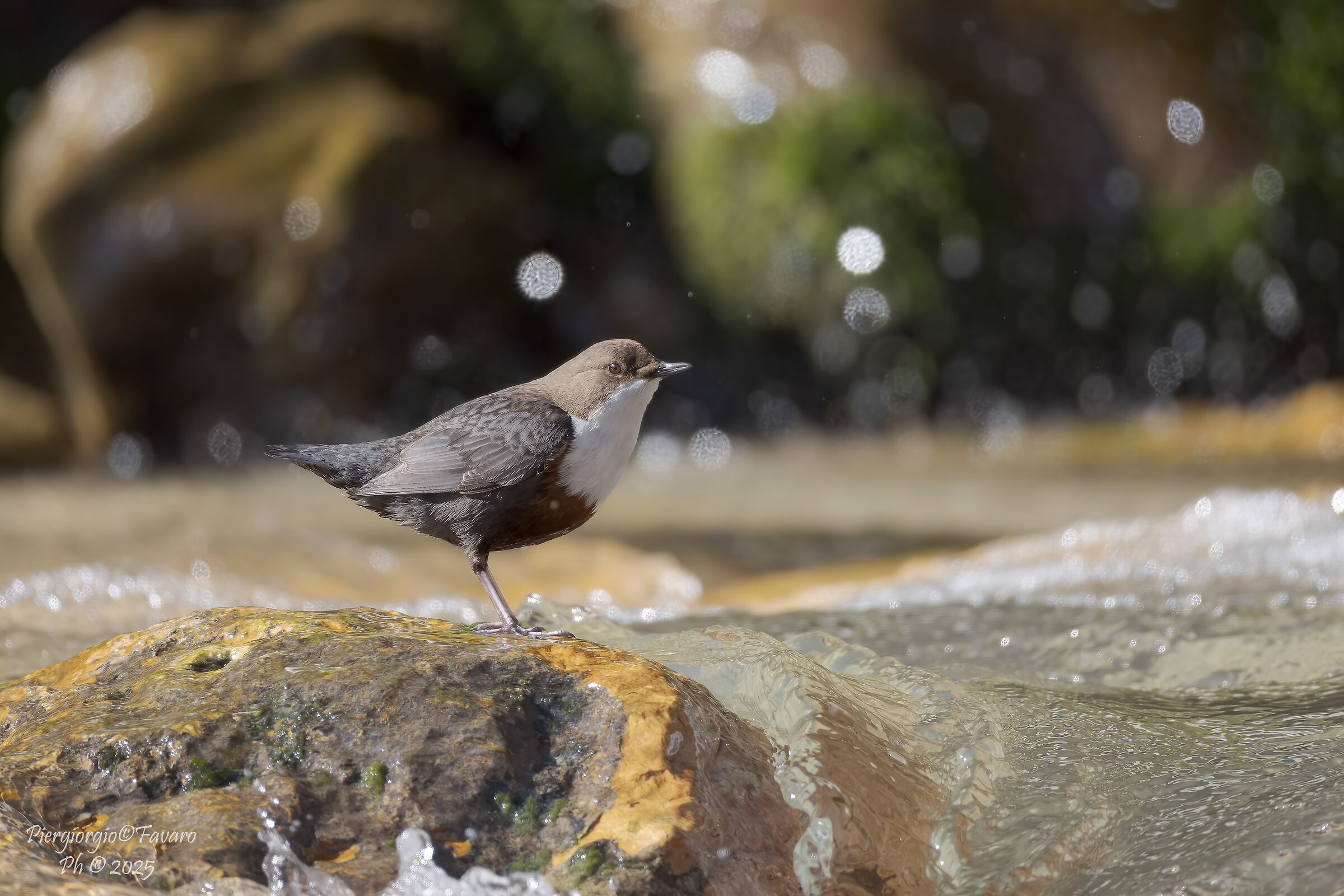 White-throated dipper