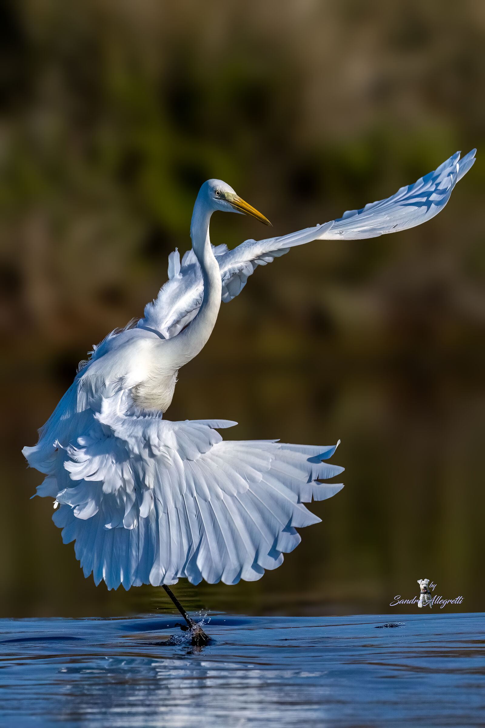 L'airone bianco maggiore (Ardea alba)