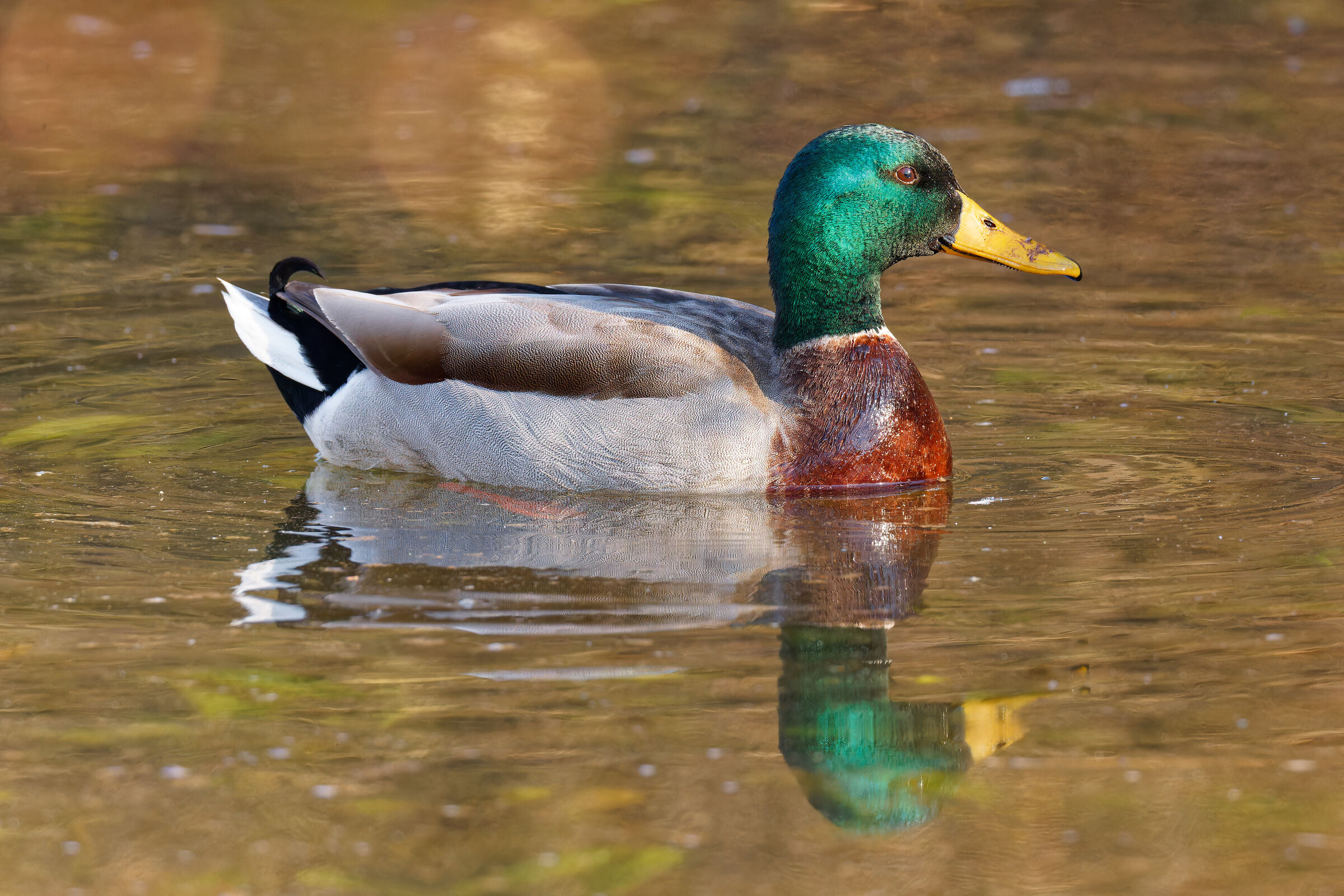 His Majesty the Germano