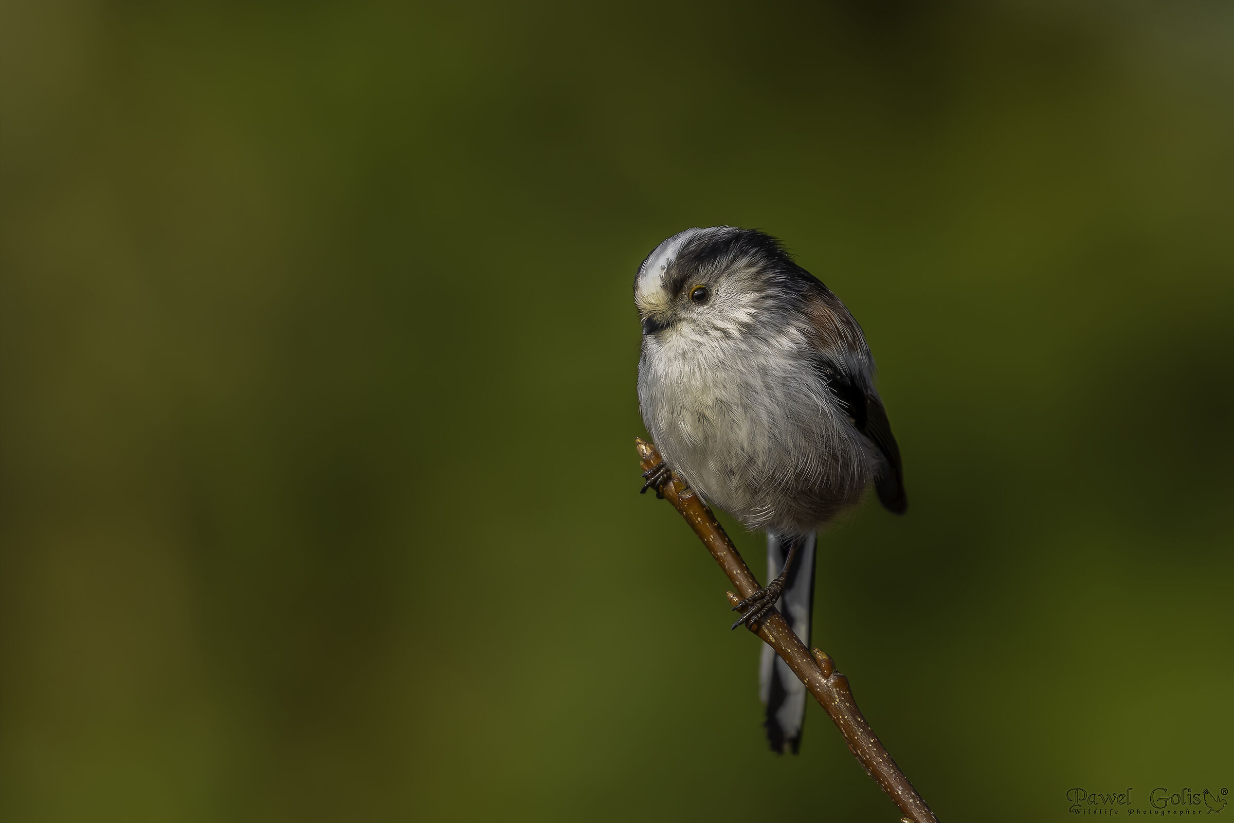 Cincia codalunga (Aegithalos caudatus)