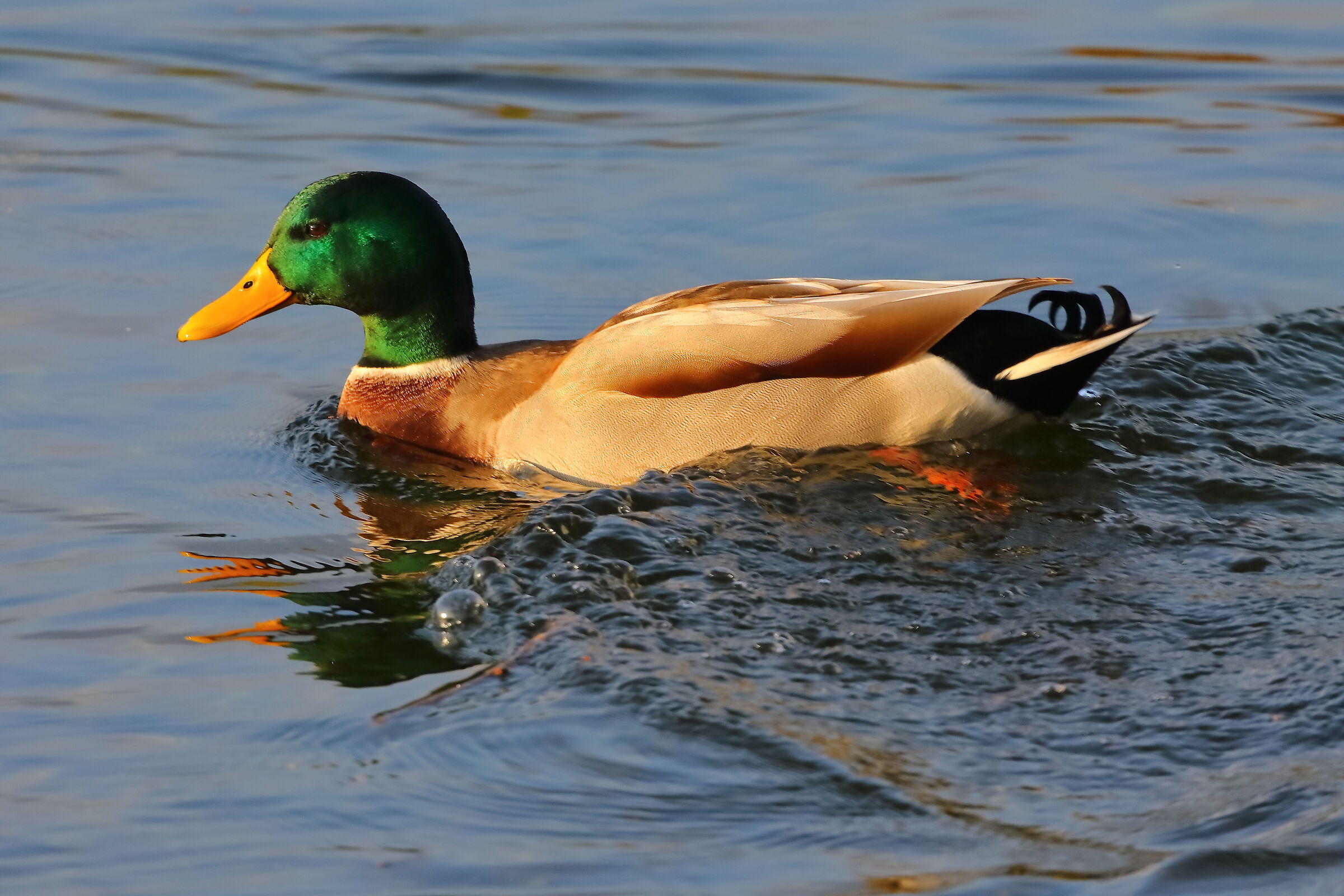 Germano R M 28 ottobre 2024 - 0026