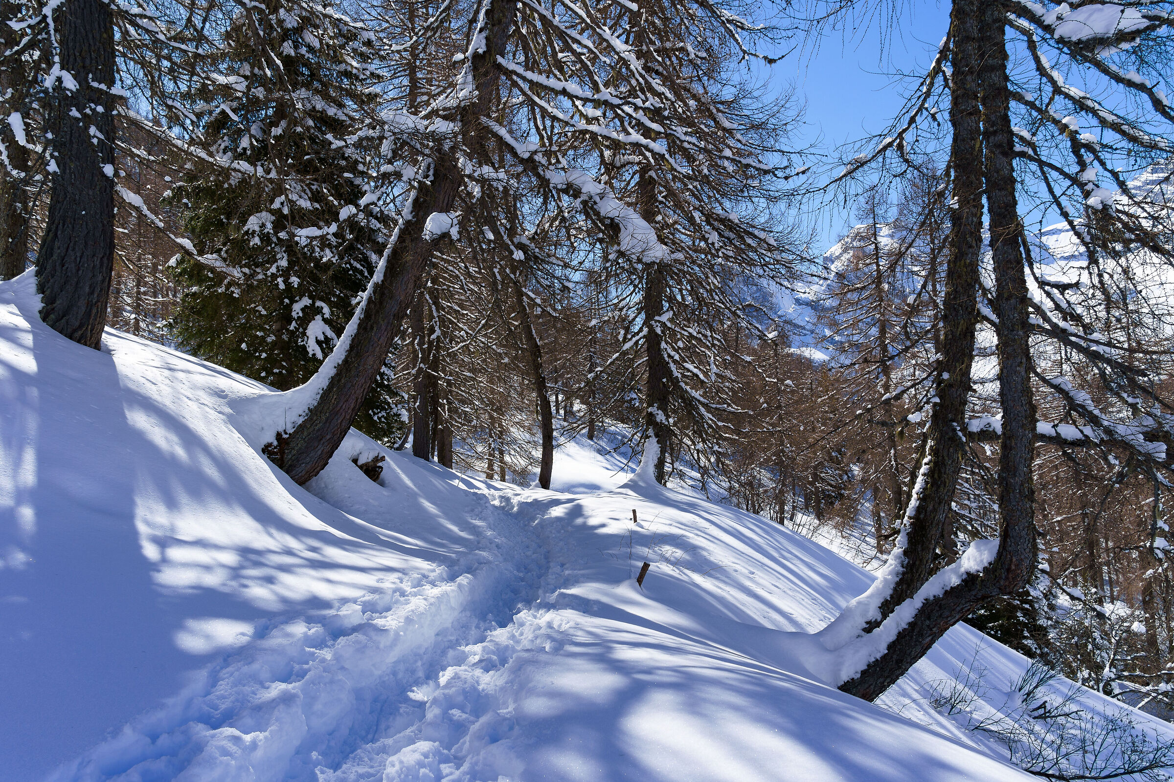 The "magic" of the forest