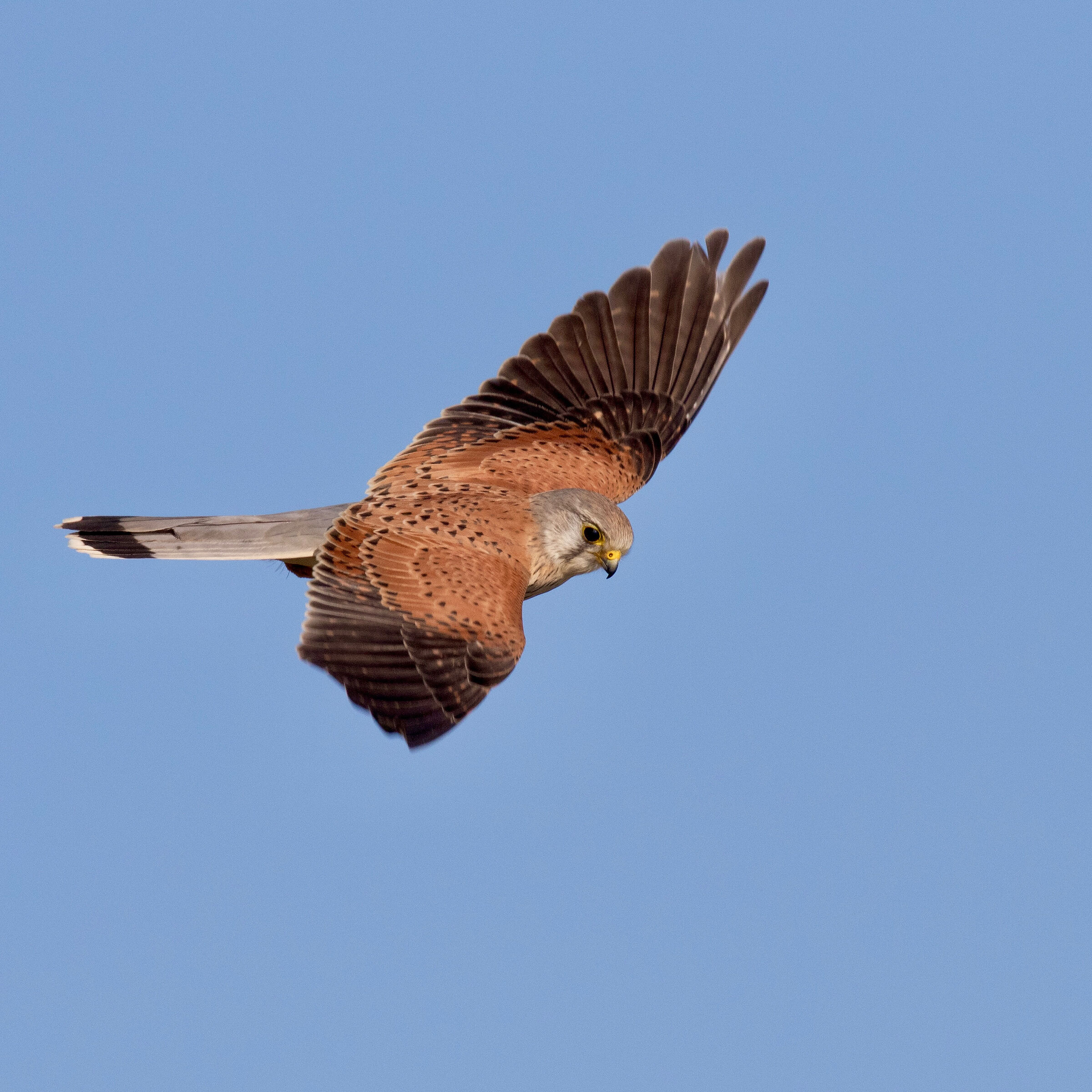 Gheppio (Falco tinnunculus), Kestrel