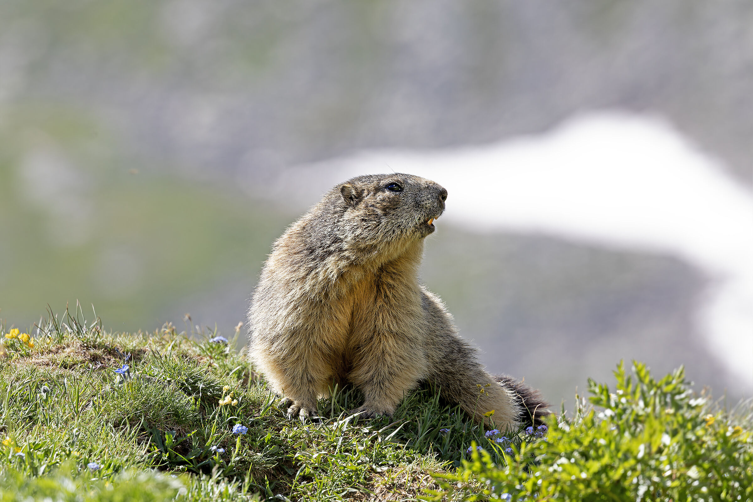 Marmotta