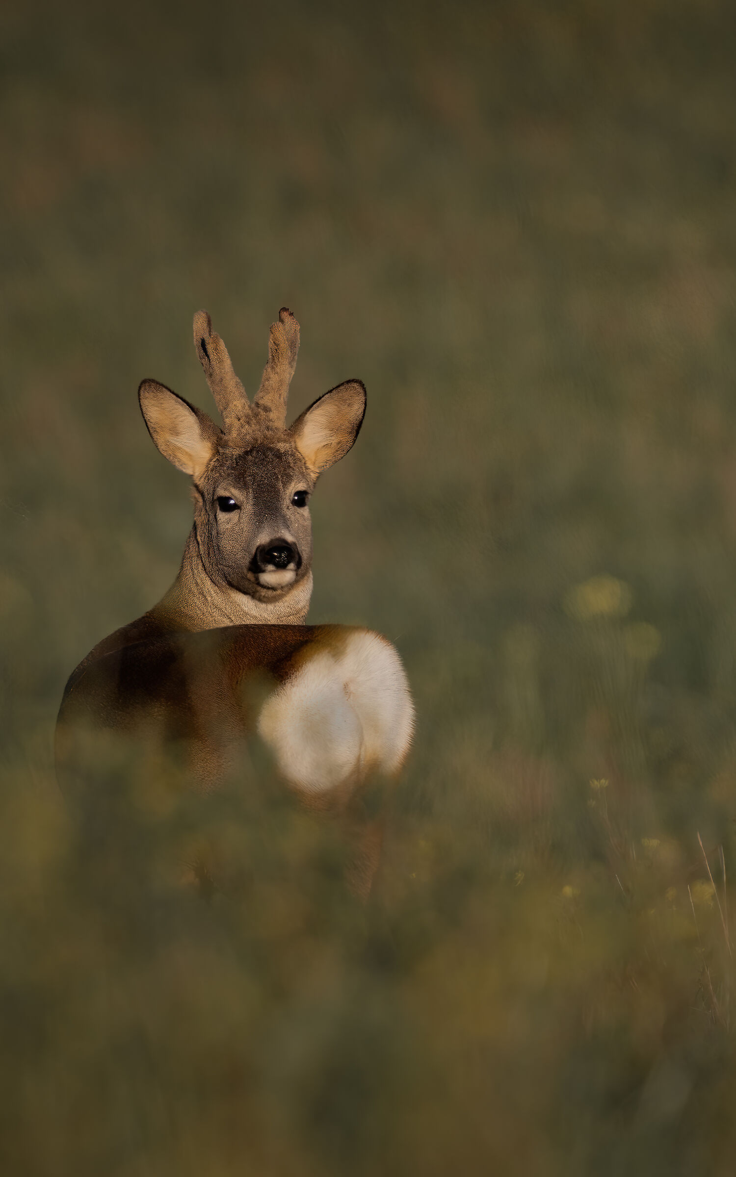 Roebuck