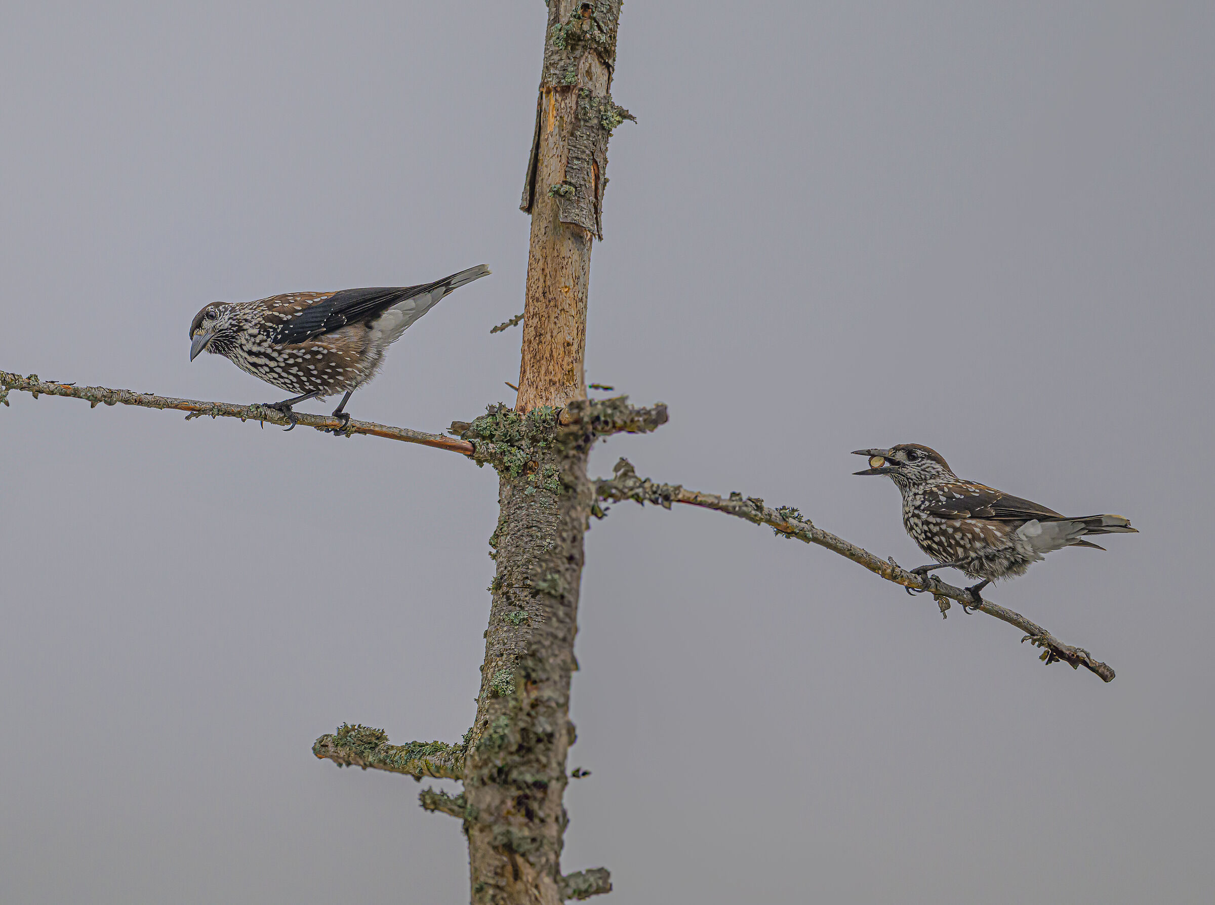 ghiandaia di pino - Tannenhäher