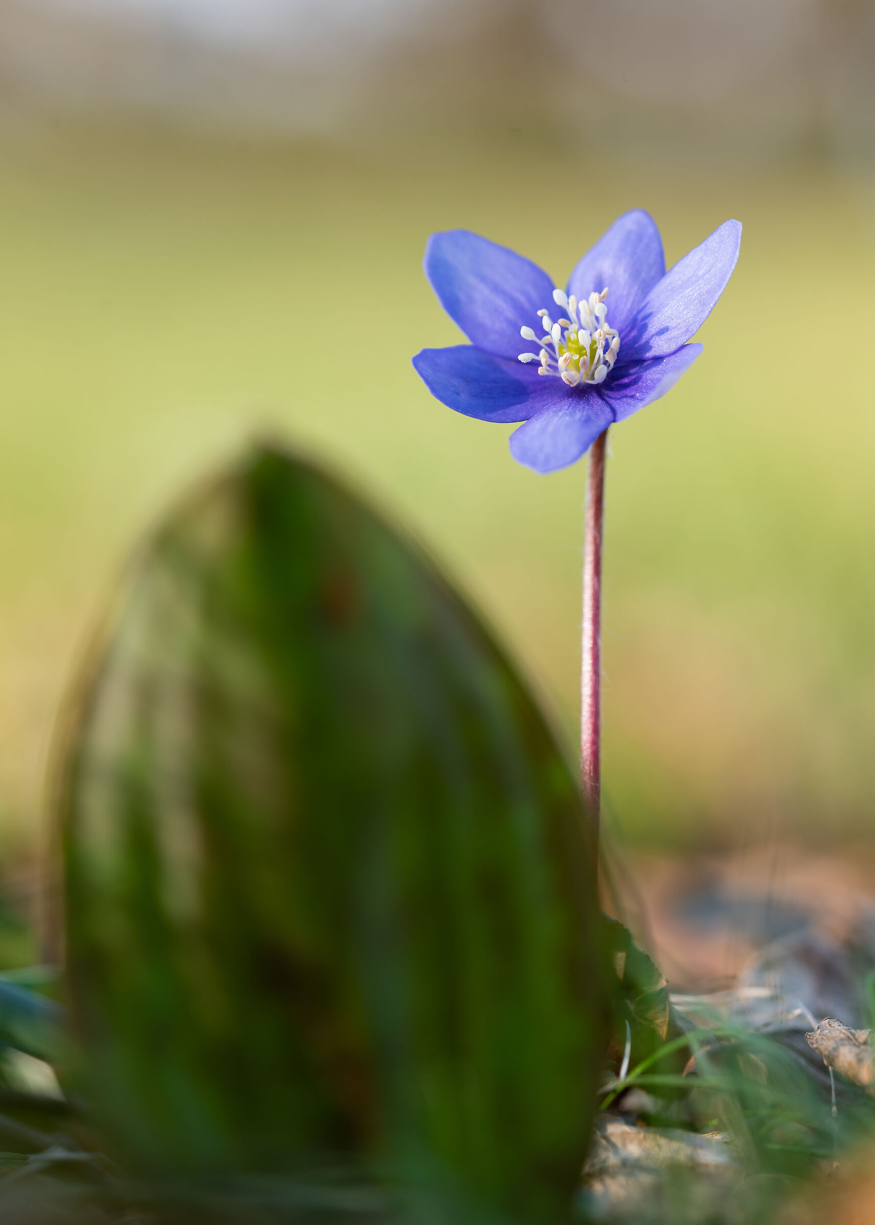 Hepatica nobilis