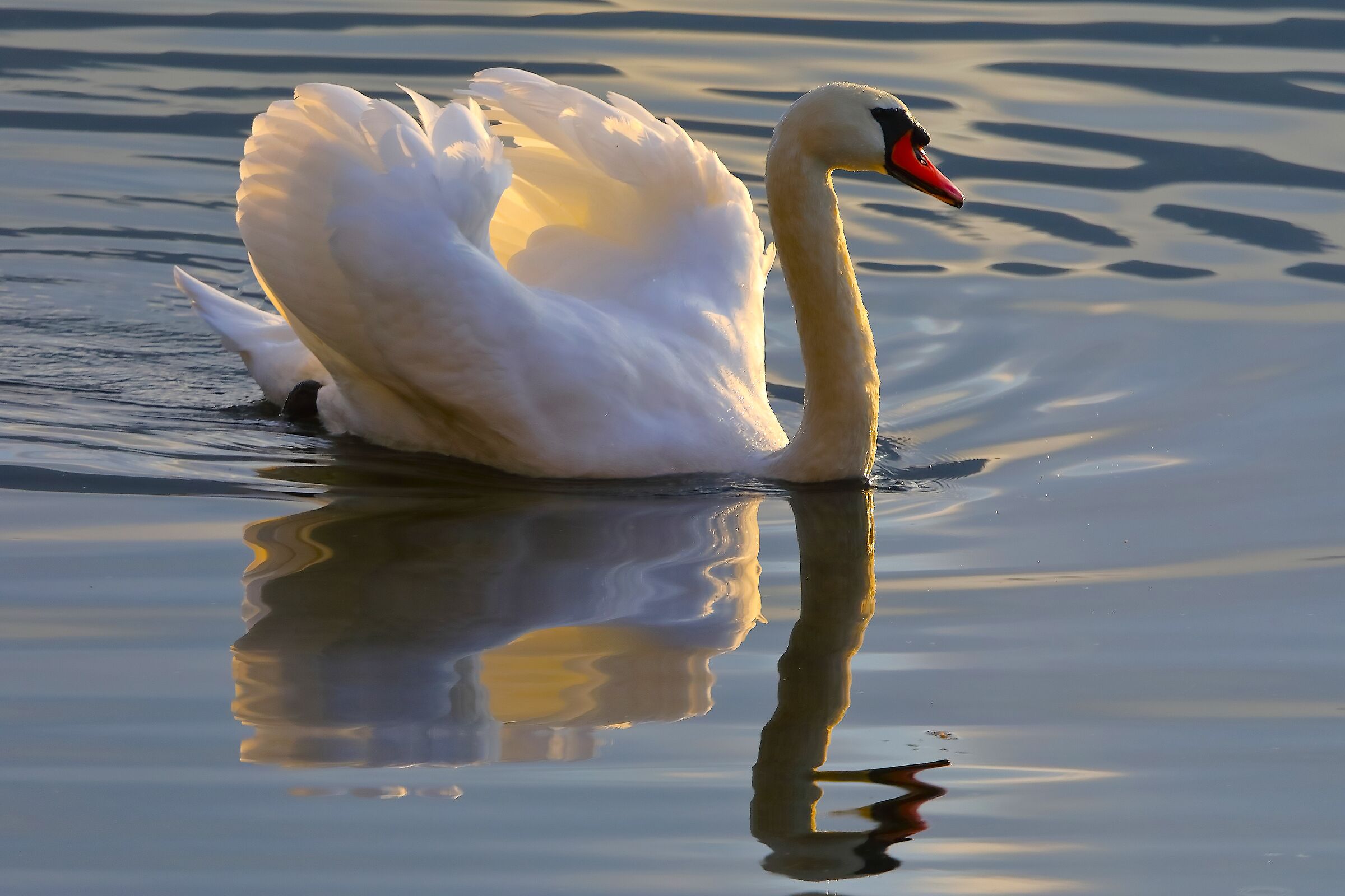 Cigno R 28 ottobre 2024 - 0037