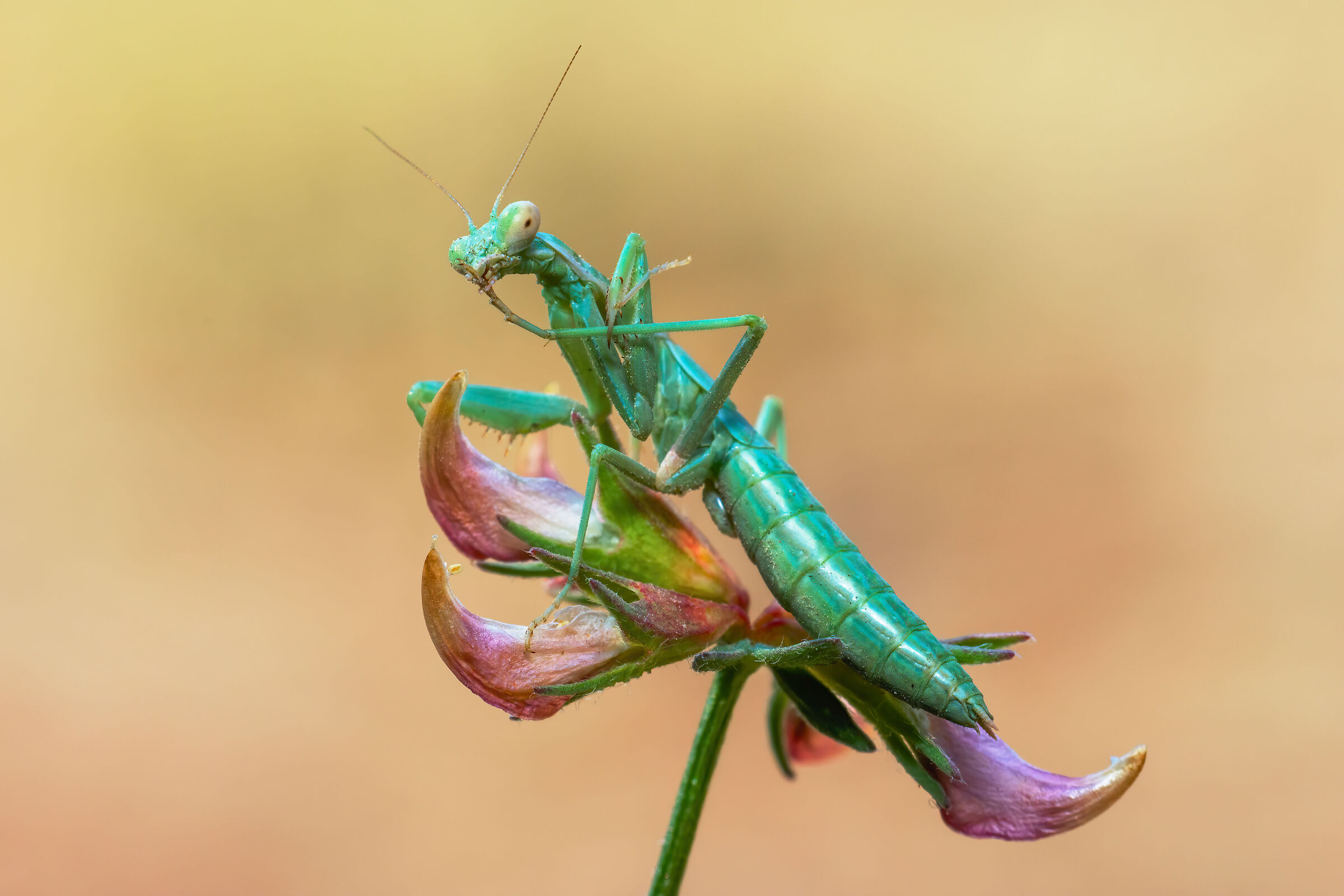 Silenzio! Non fare rumore...