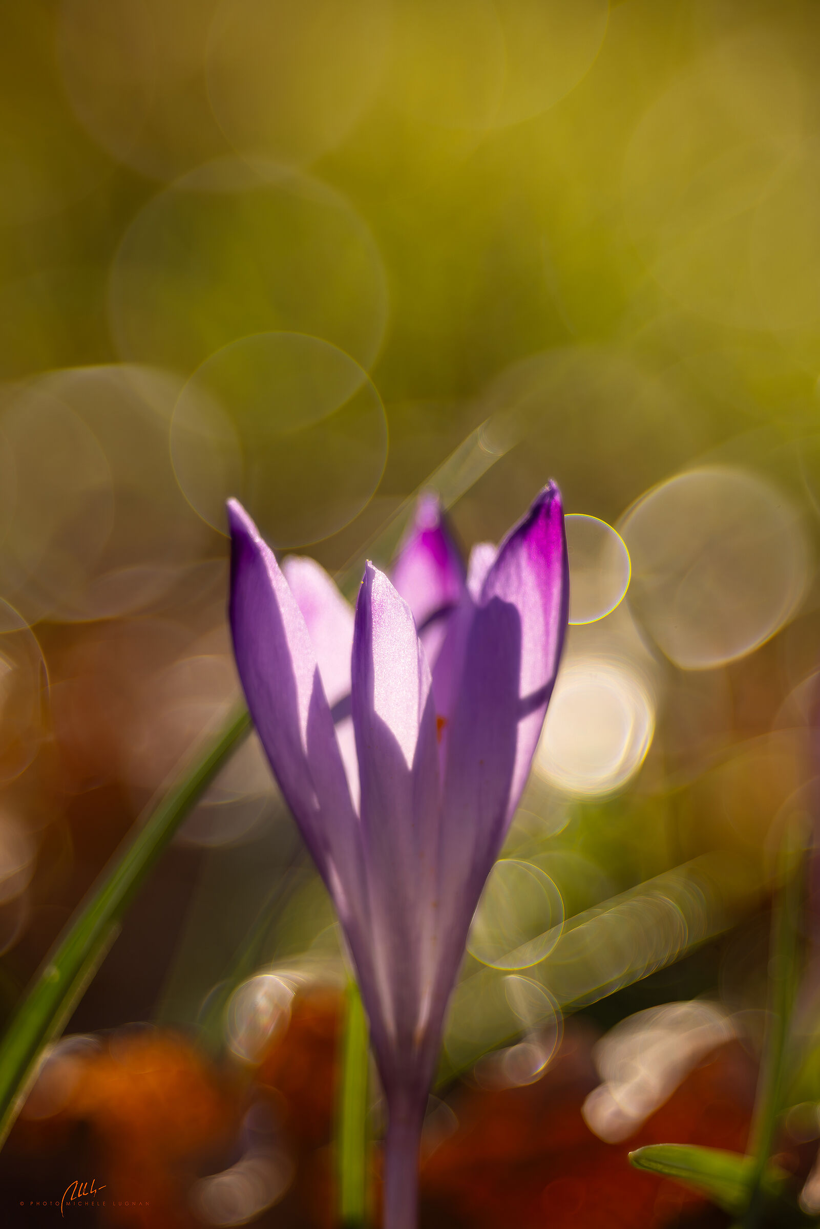 Erythronium dens-canis (dog's tooth)