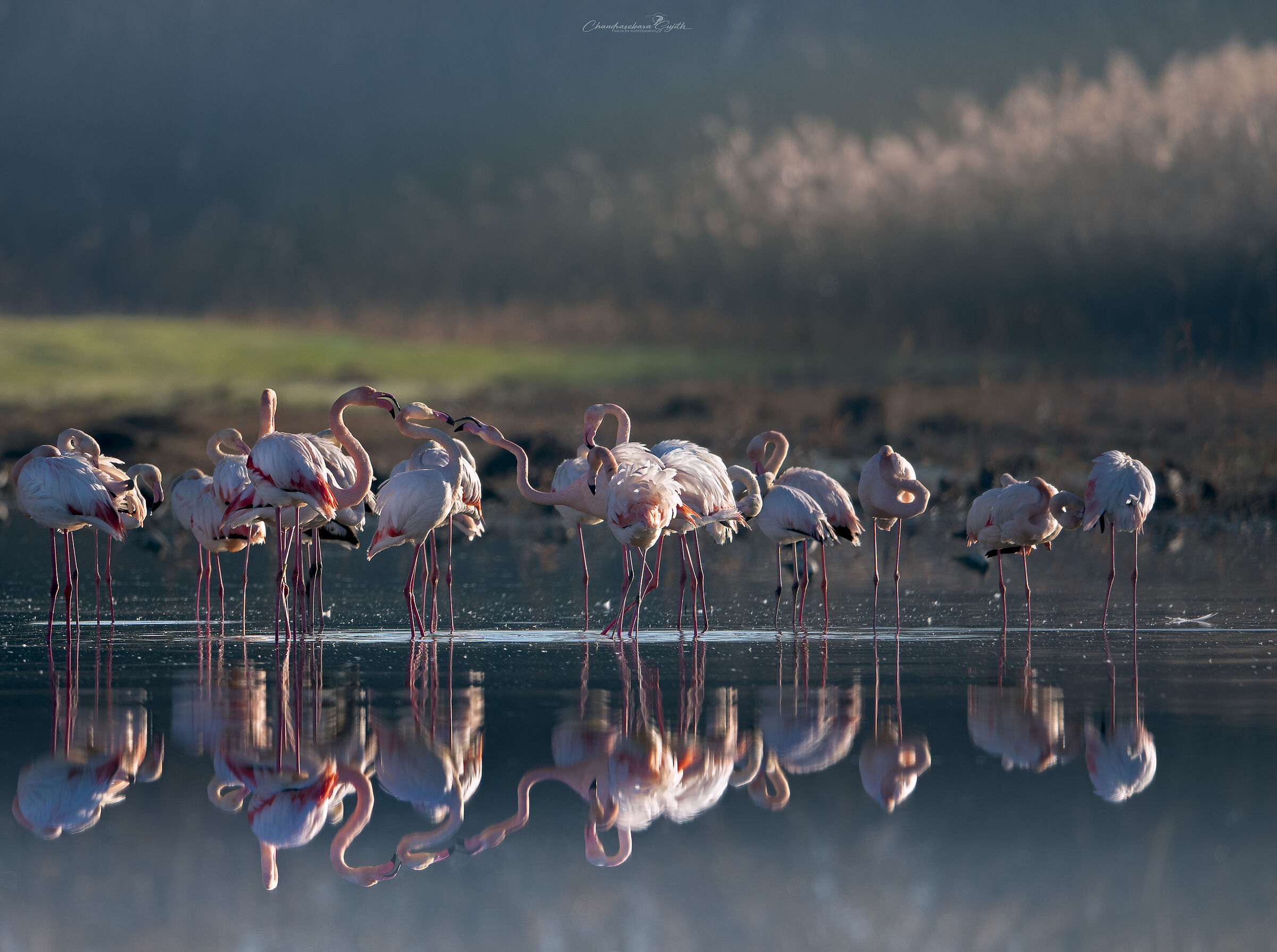 flamingoes