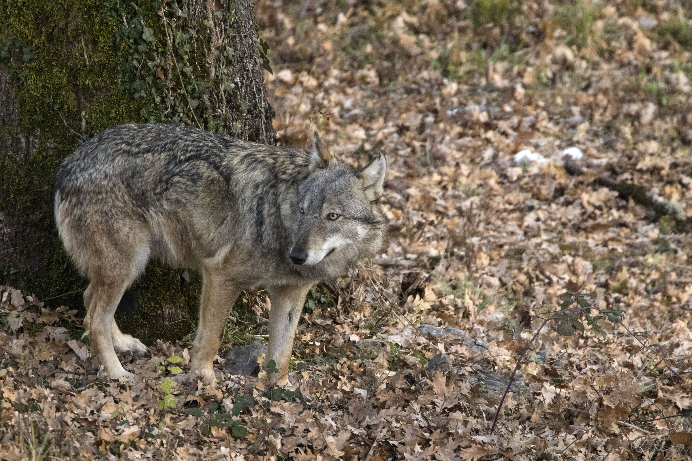 Apennine Wolf (respectful towards the pack leader)