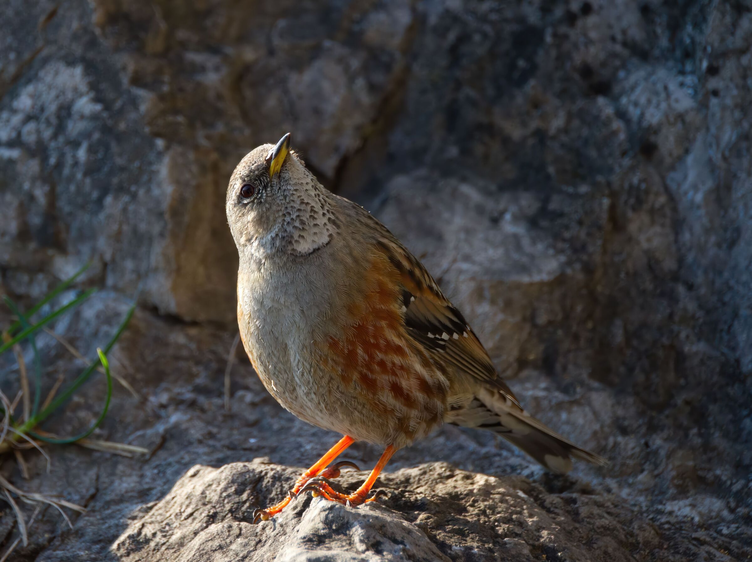 Alpine accentor