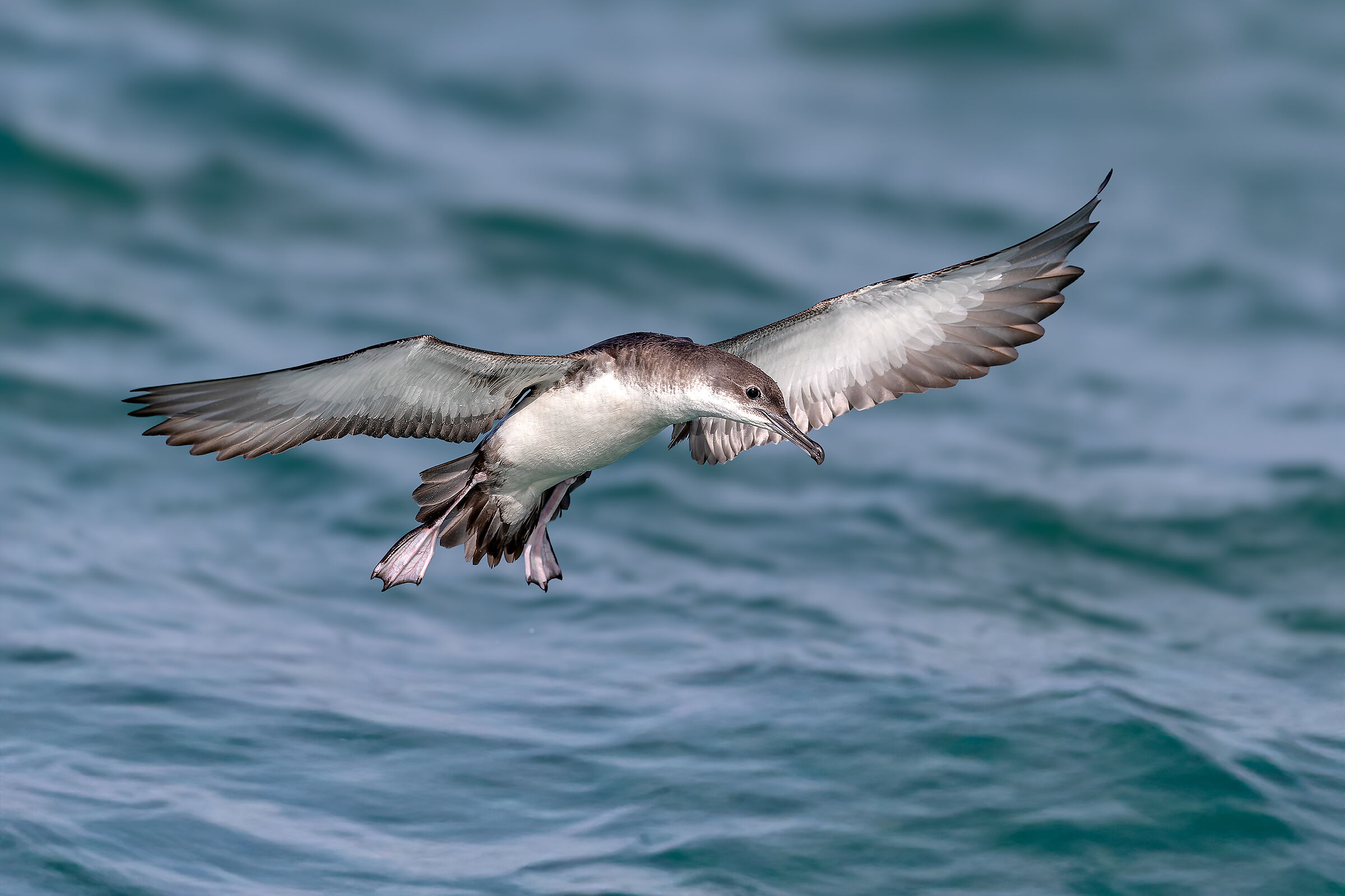 Manx shearwater