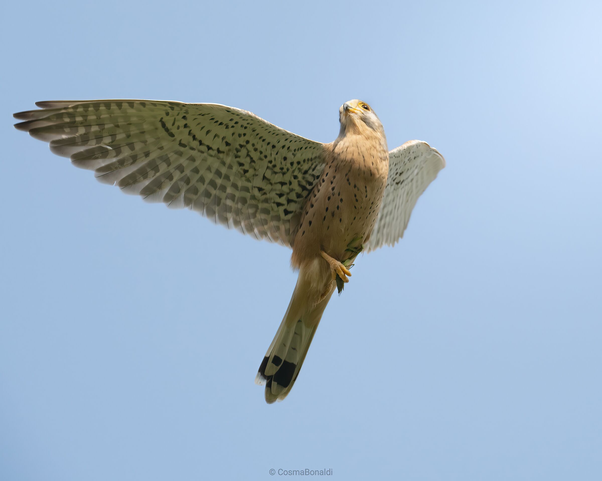 Kestrel with mantis