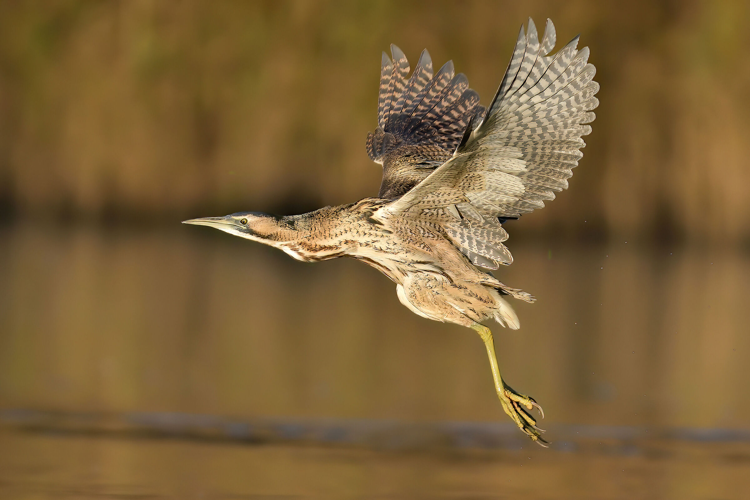 Bittern