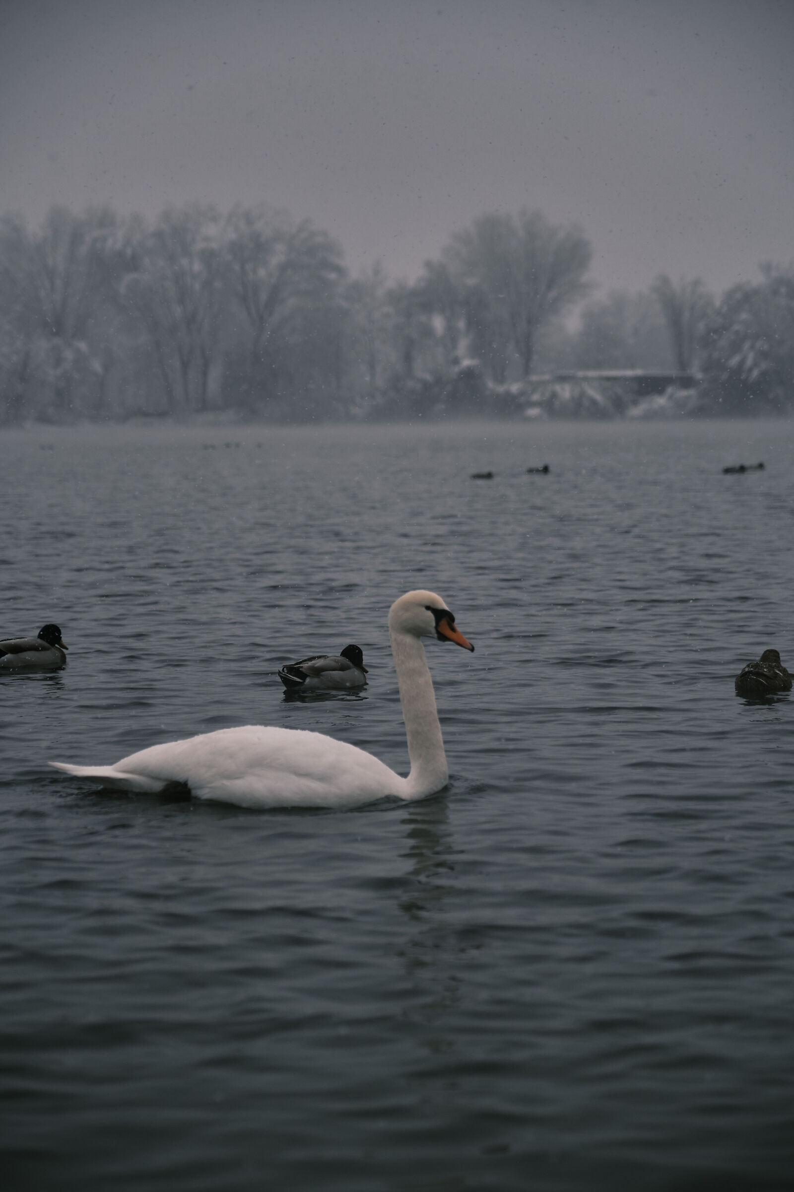 Pond