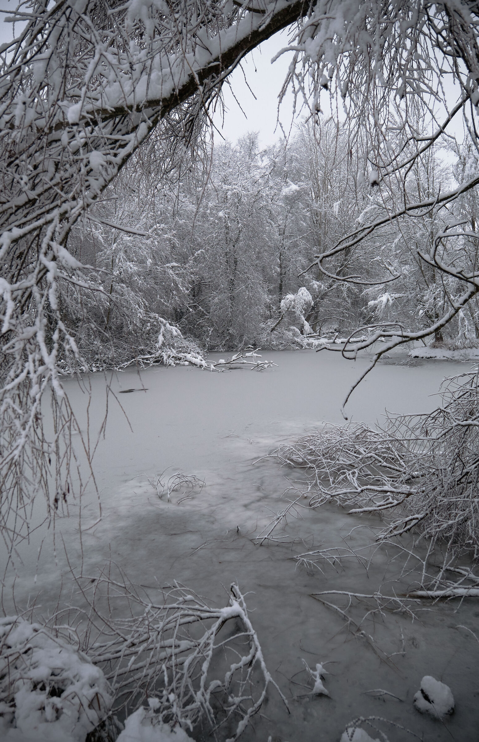 Freezing Pond