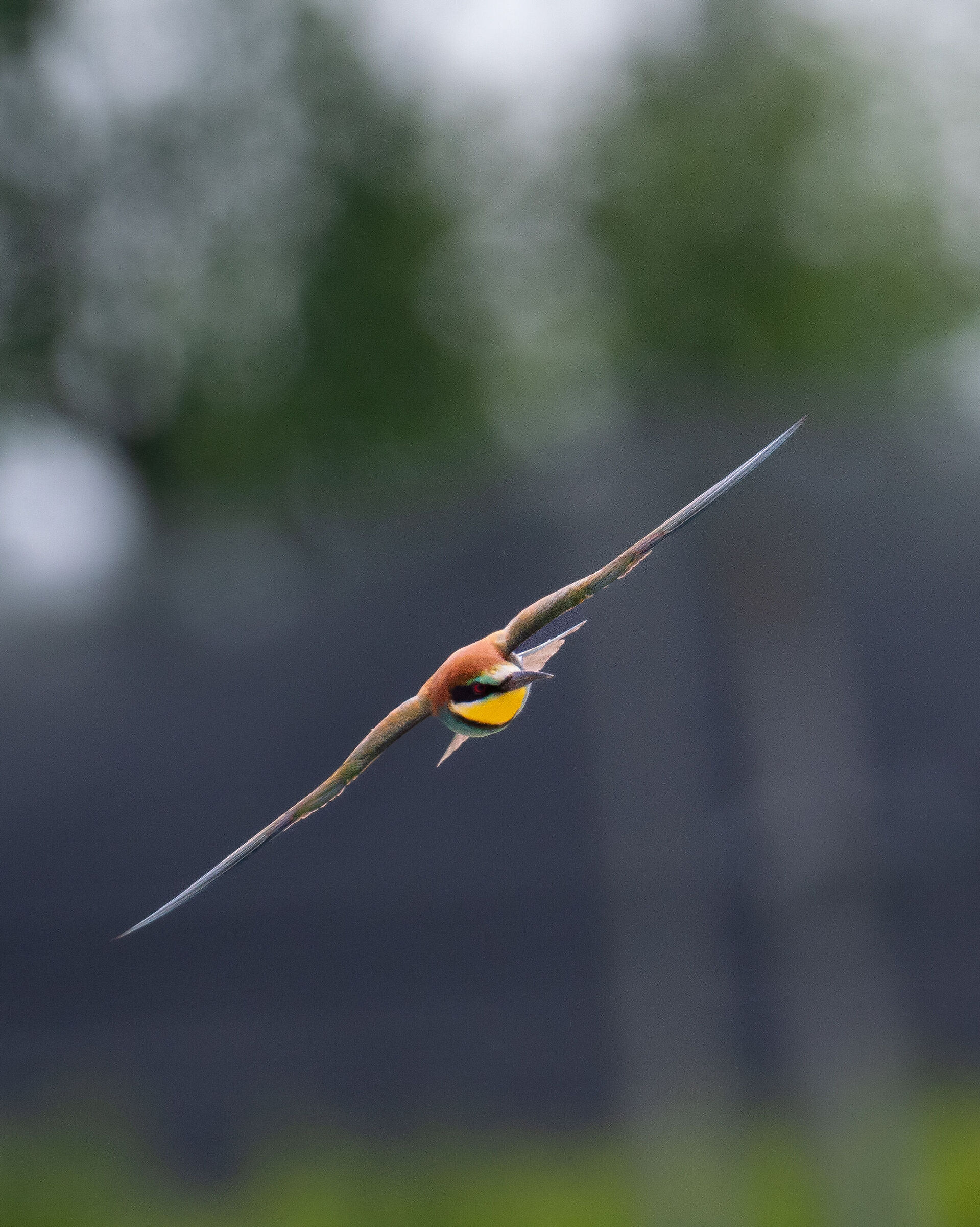 Bee-eater