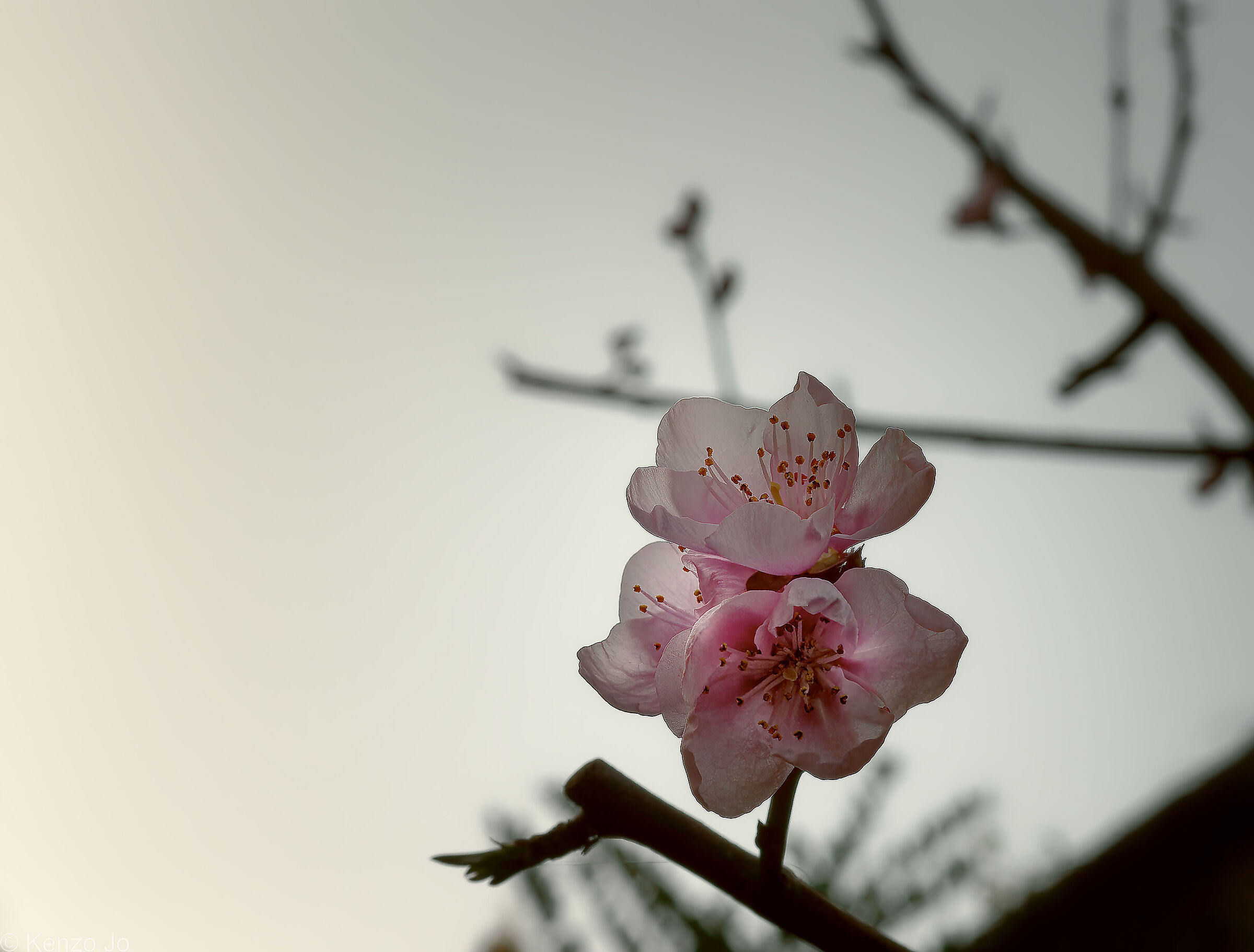 Dawn on a new spring