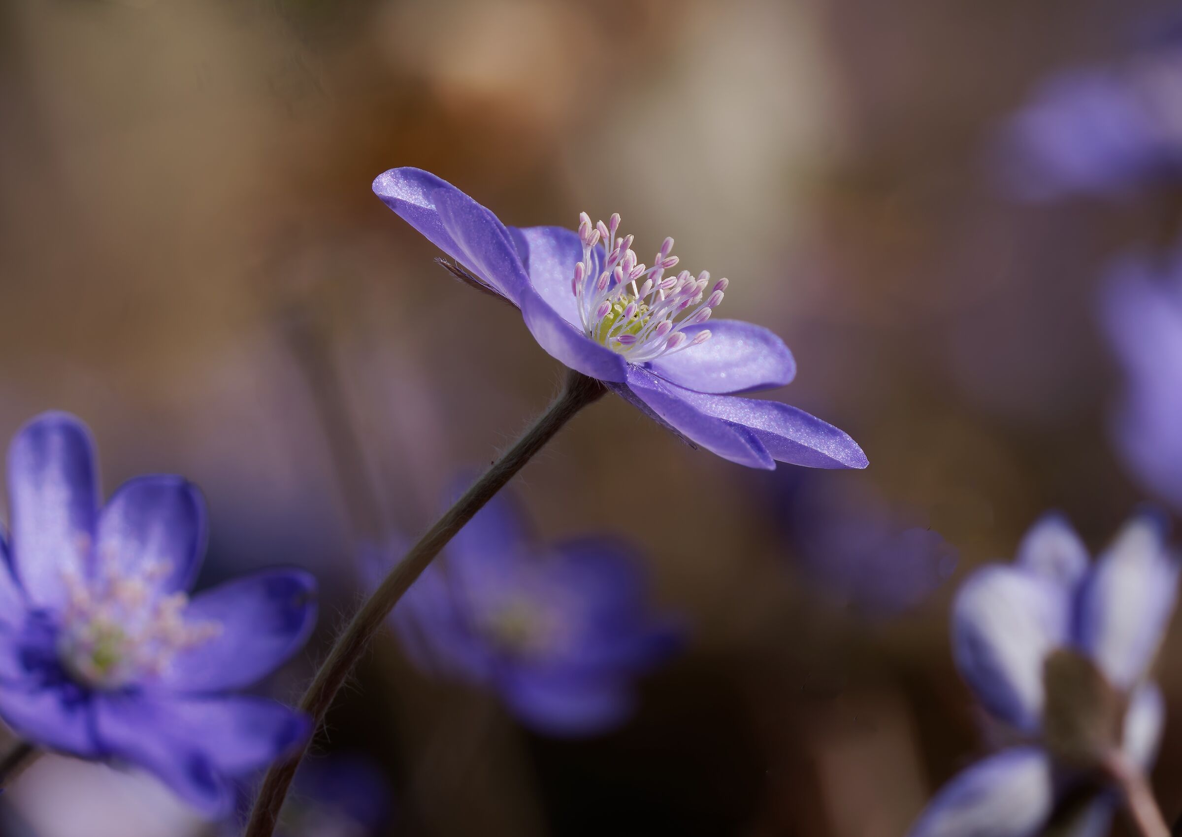 The forest is tinged with purple