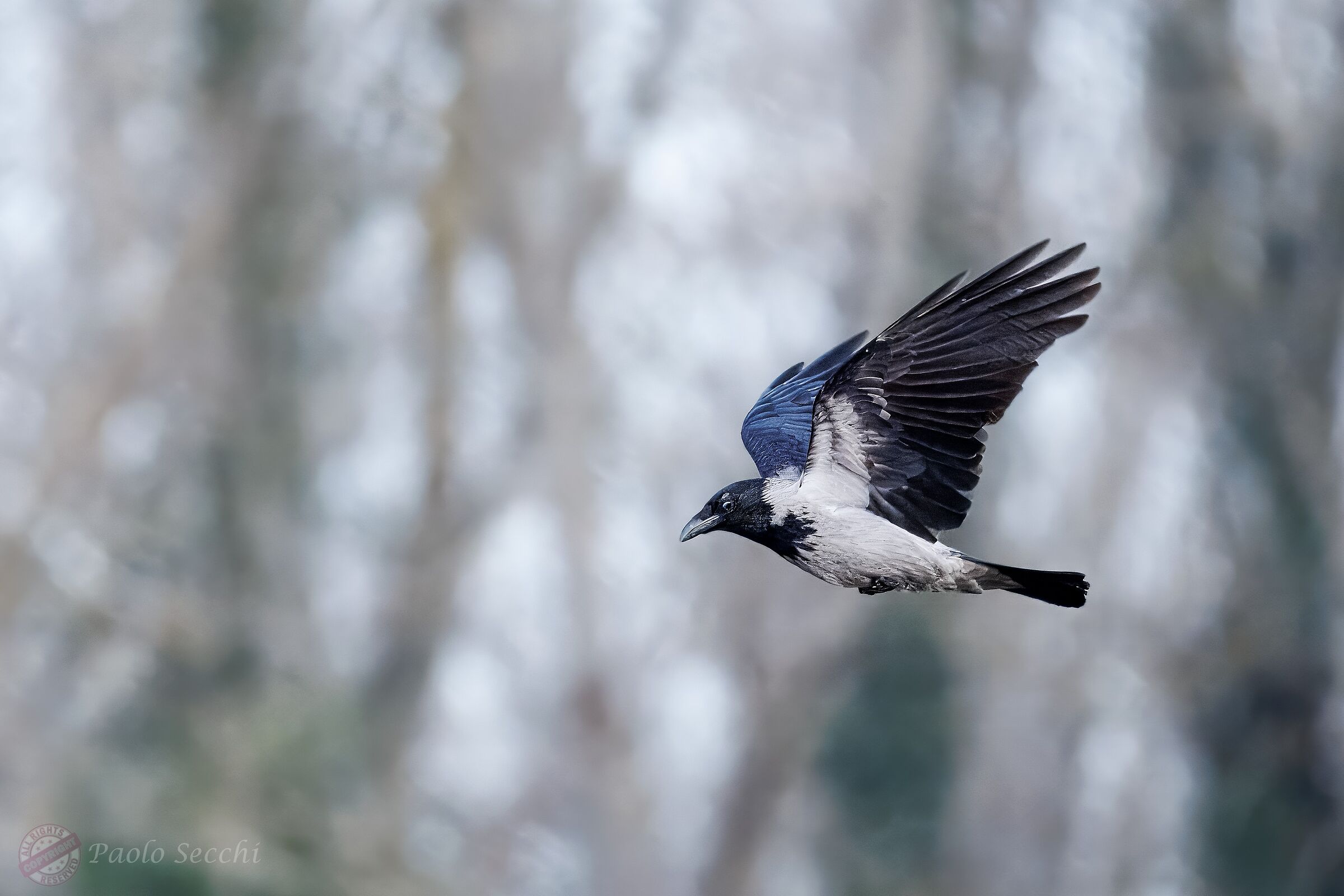 Corvus cornix (Grey crow)