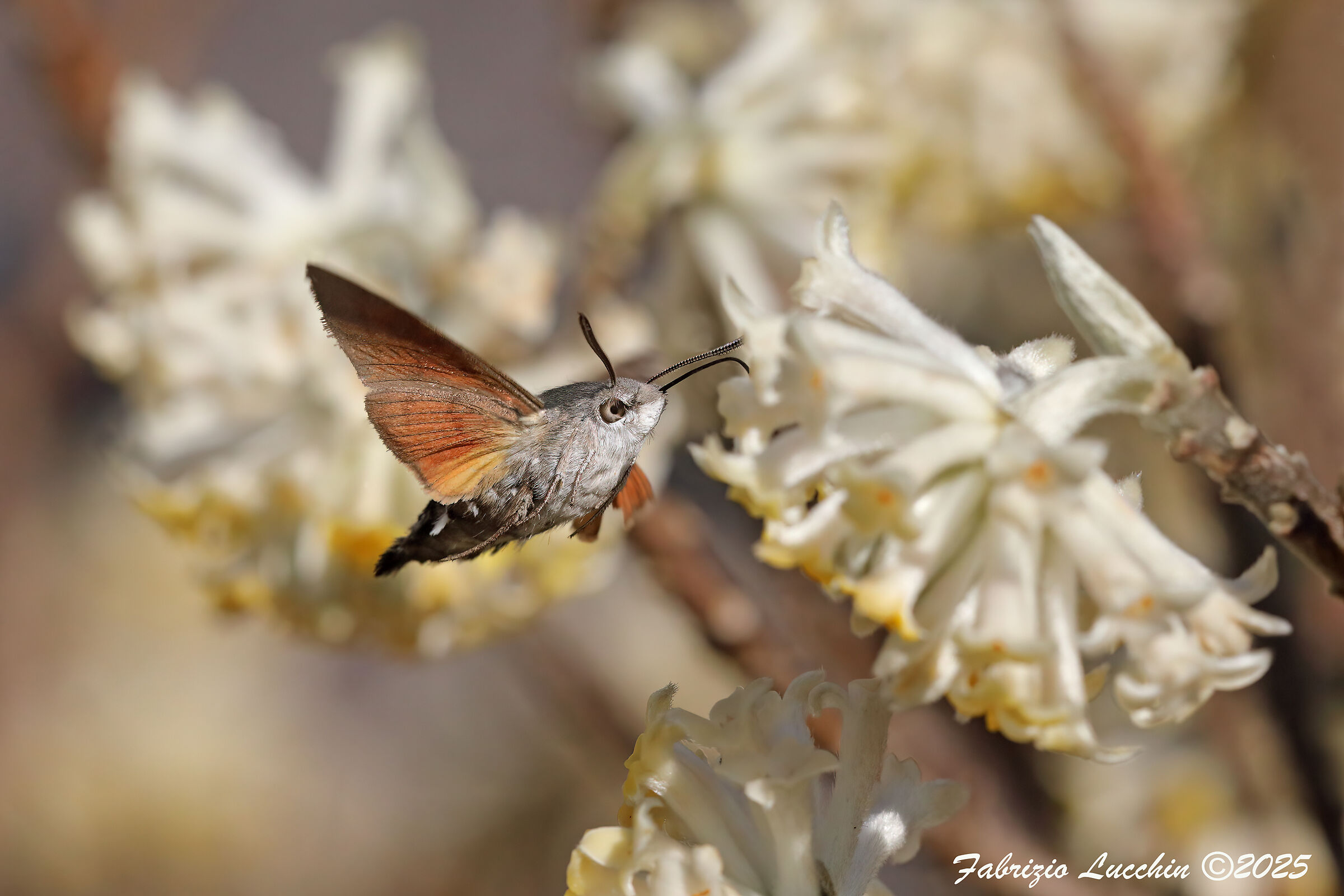 Macroglossum stellatarum (Sfinge del galio)