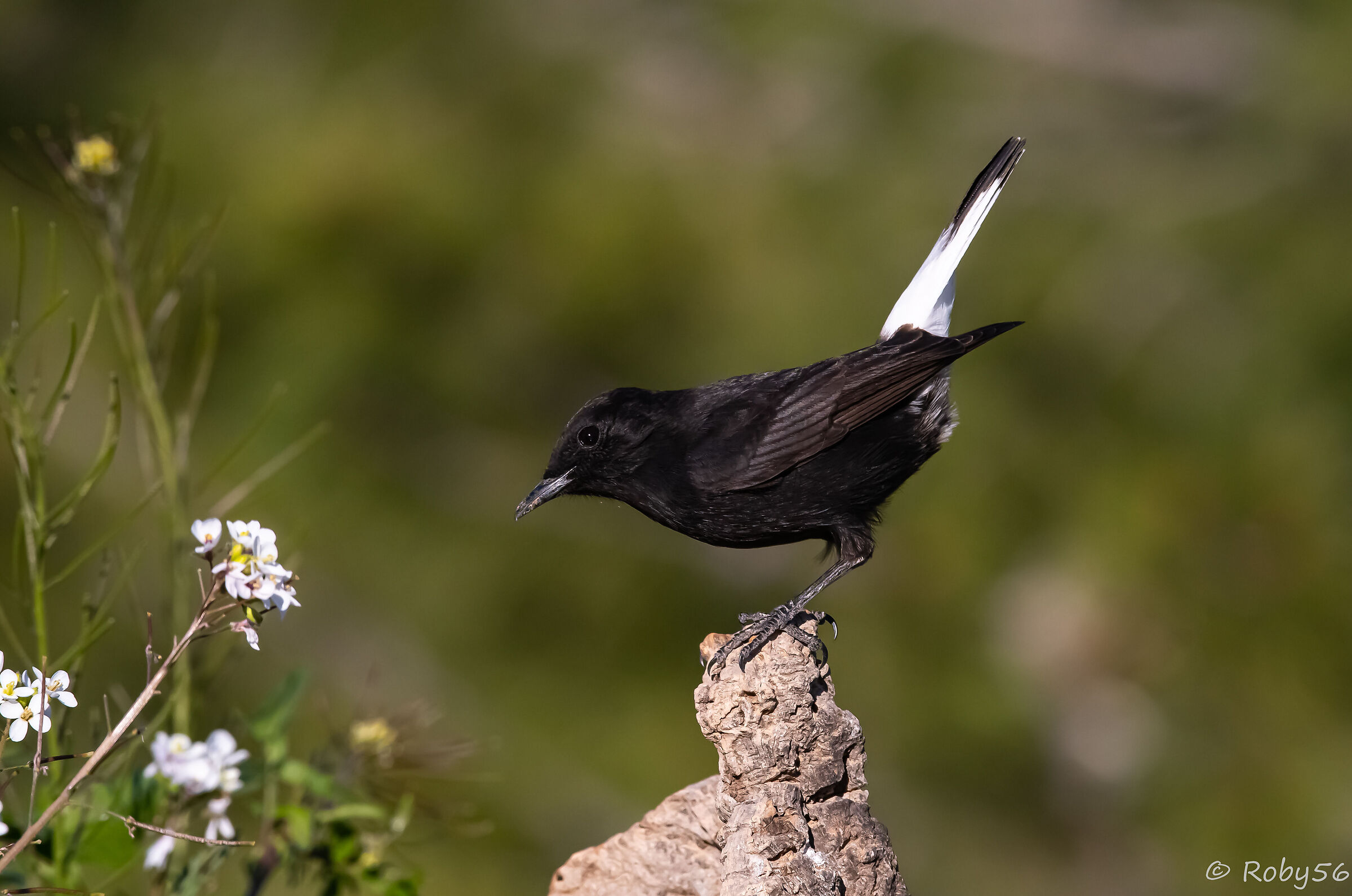 Male Black Wheatear..