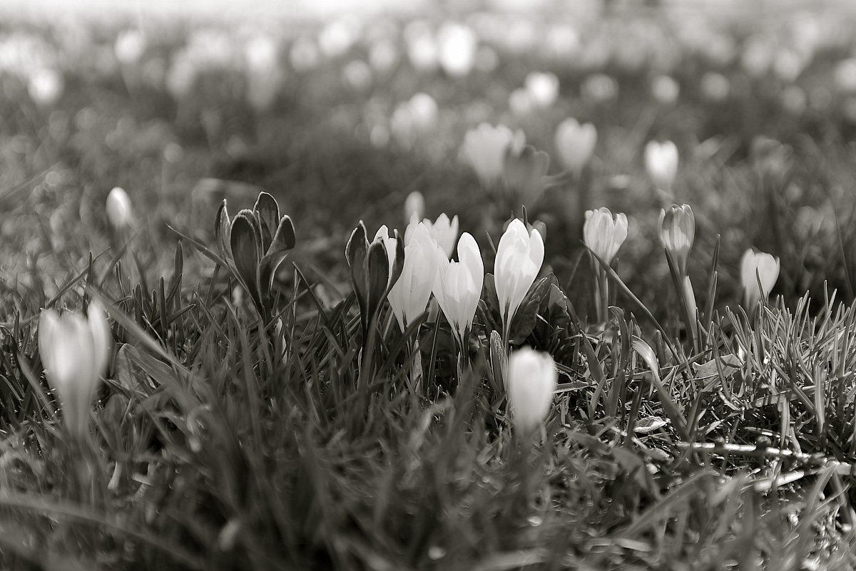 The ghosts of the forest