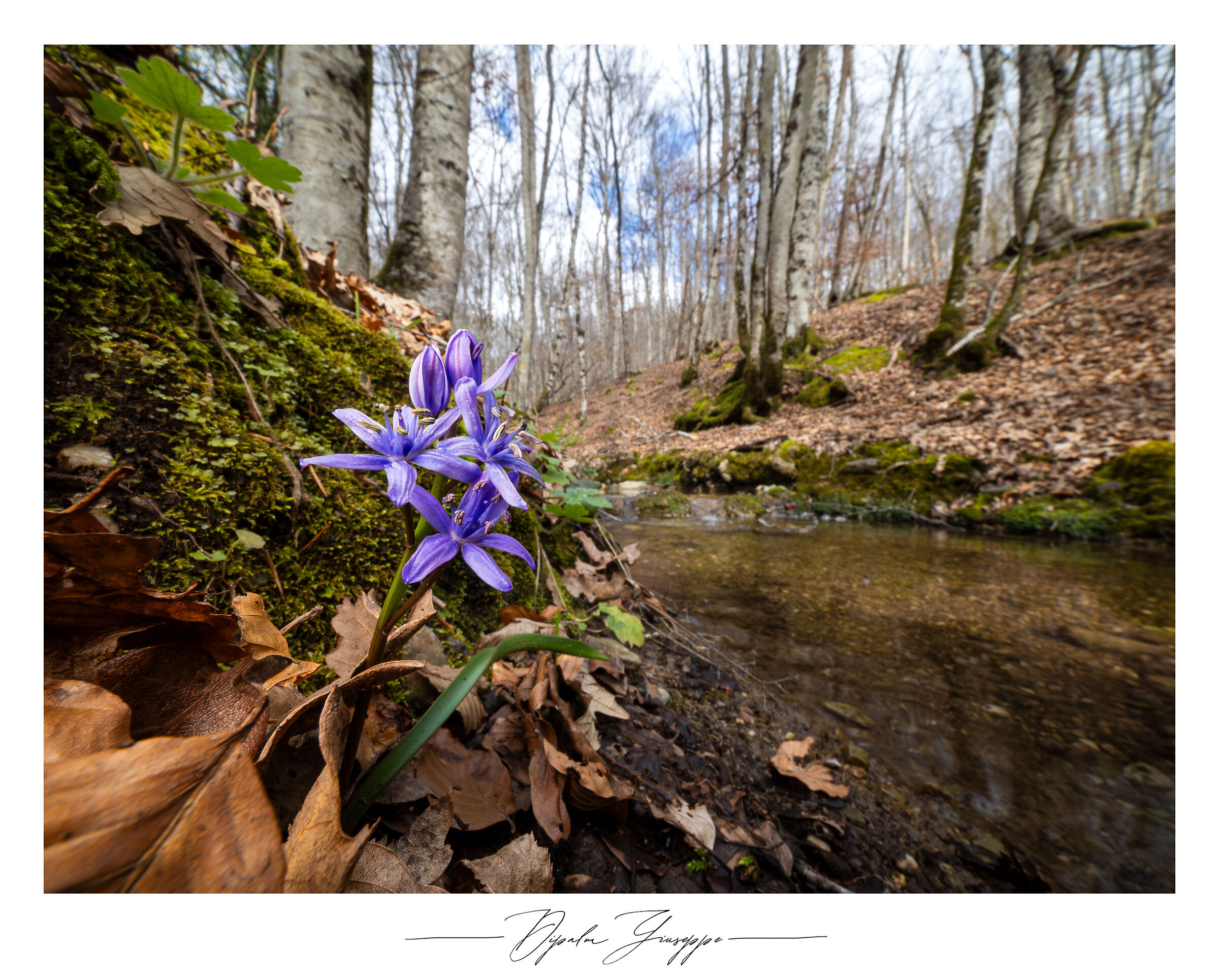 Scilla bifolia