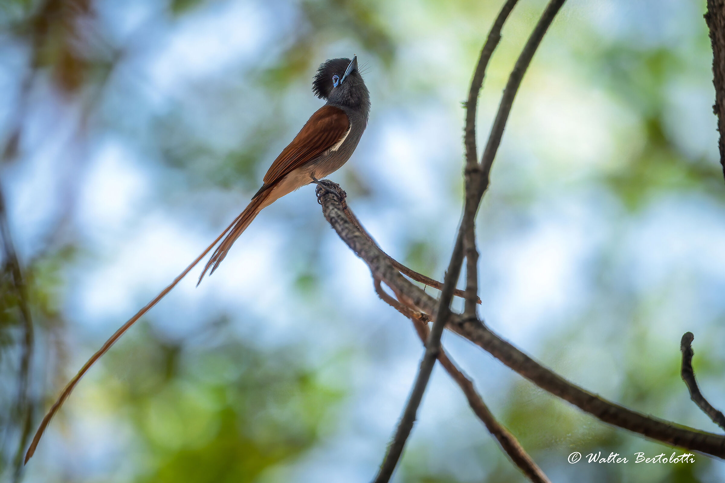 Paradise flycatcher