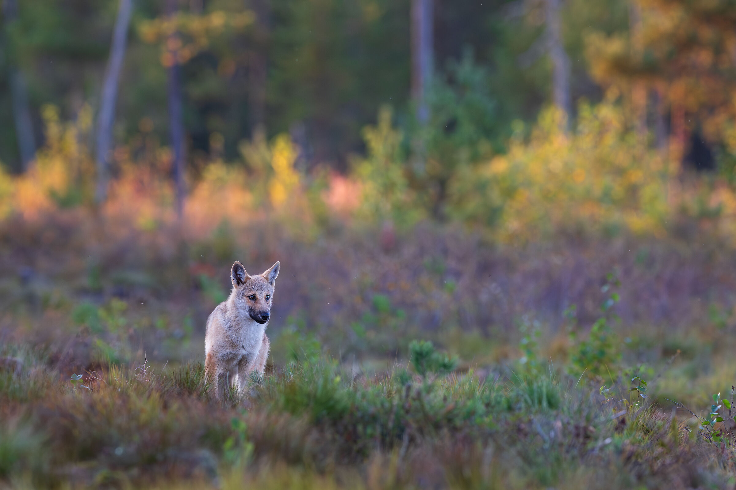 Wolf in autumn colors