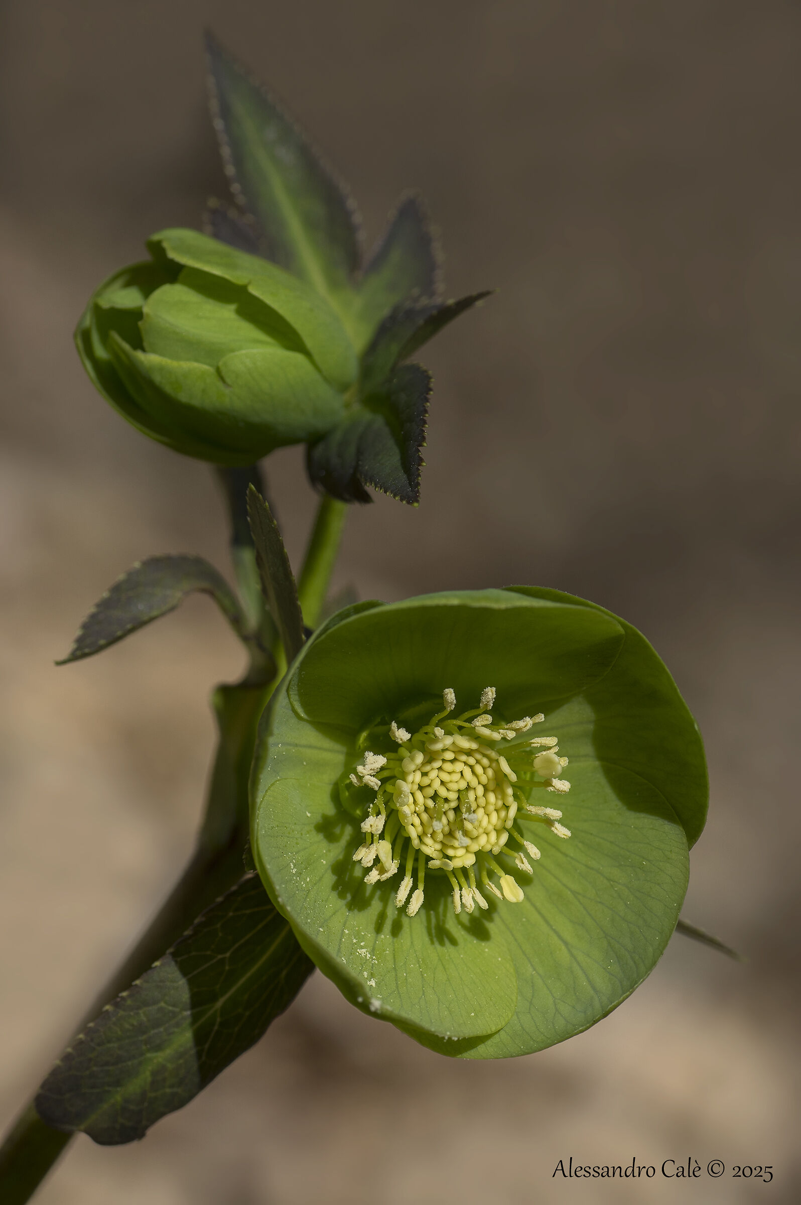 Helleborus viridis (Elleboro verde) 8838