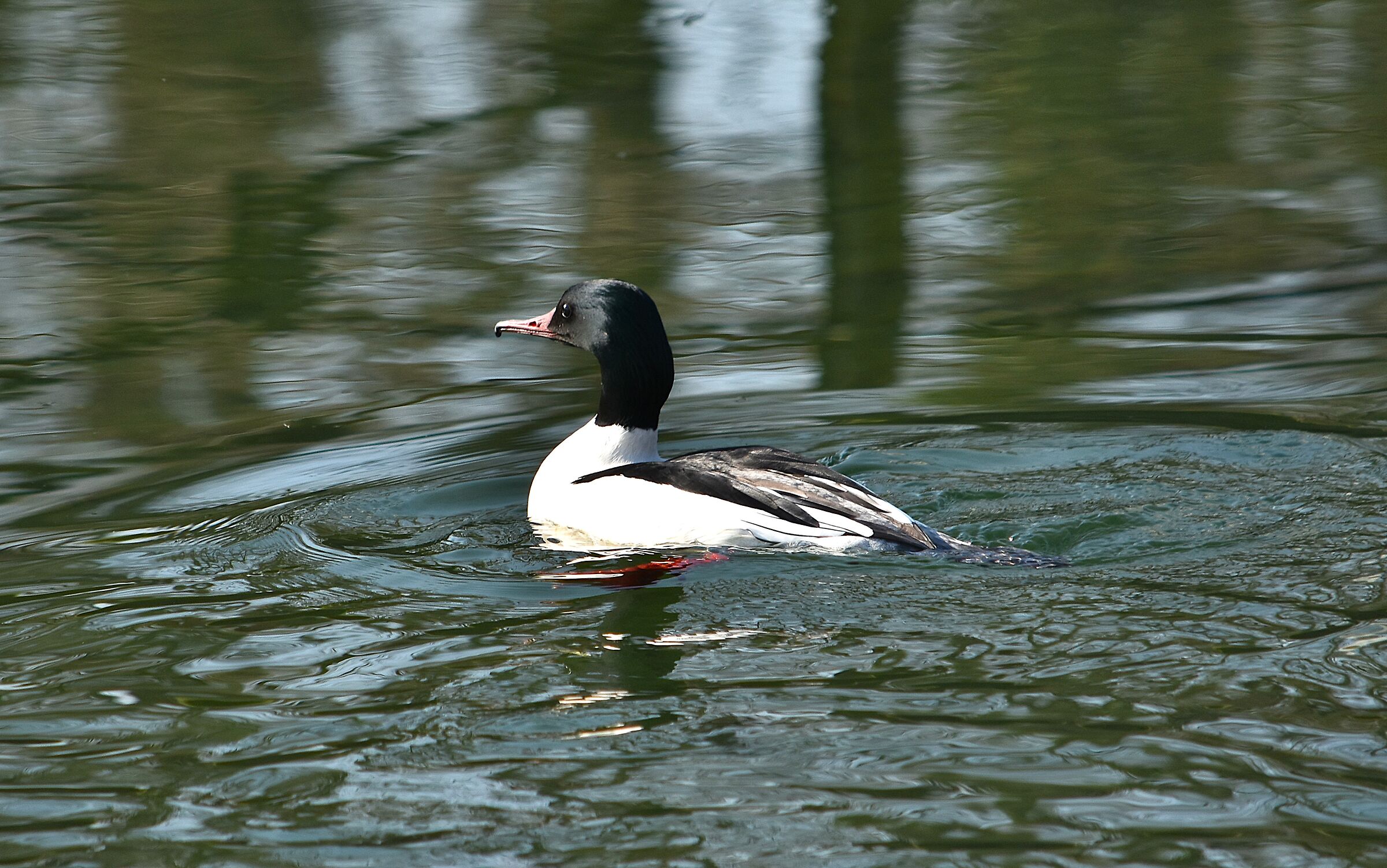 maschio smergo maggiore