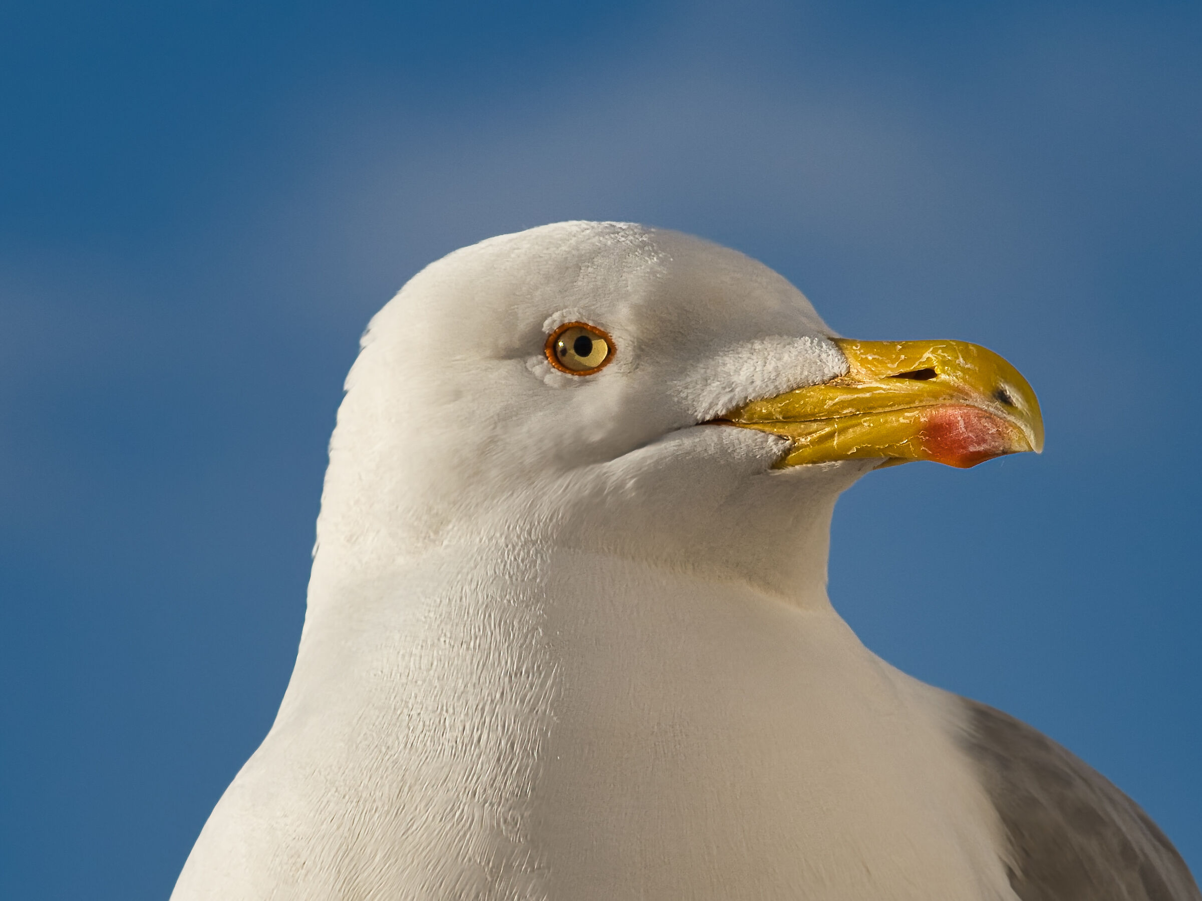 Seagull profile